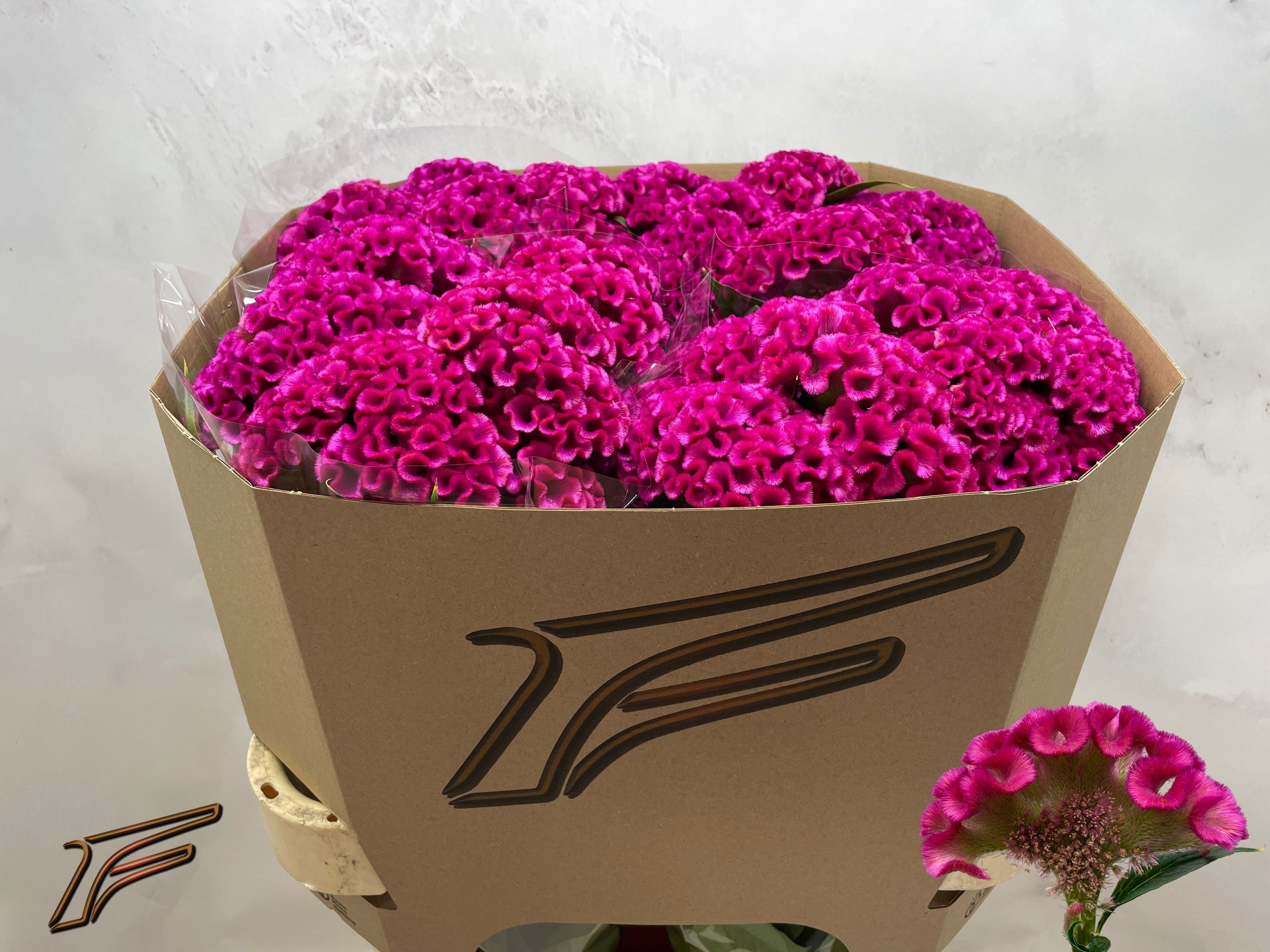 Cel C Electric Pink