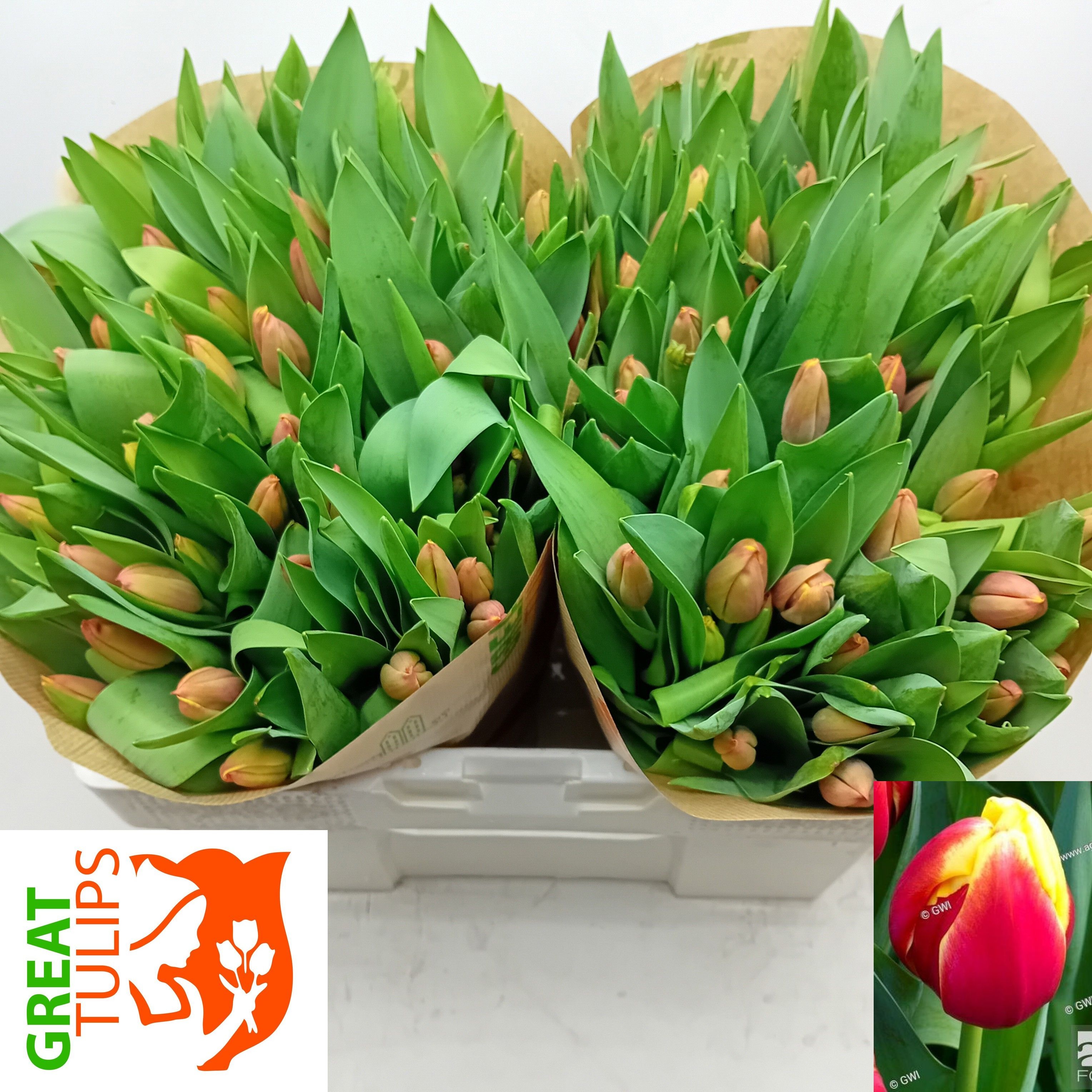 Tu En Furand Dream 38cm 48gram