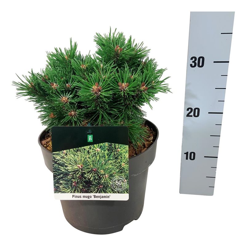 Picture of Pinus mugo 'Benjamin'