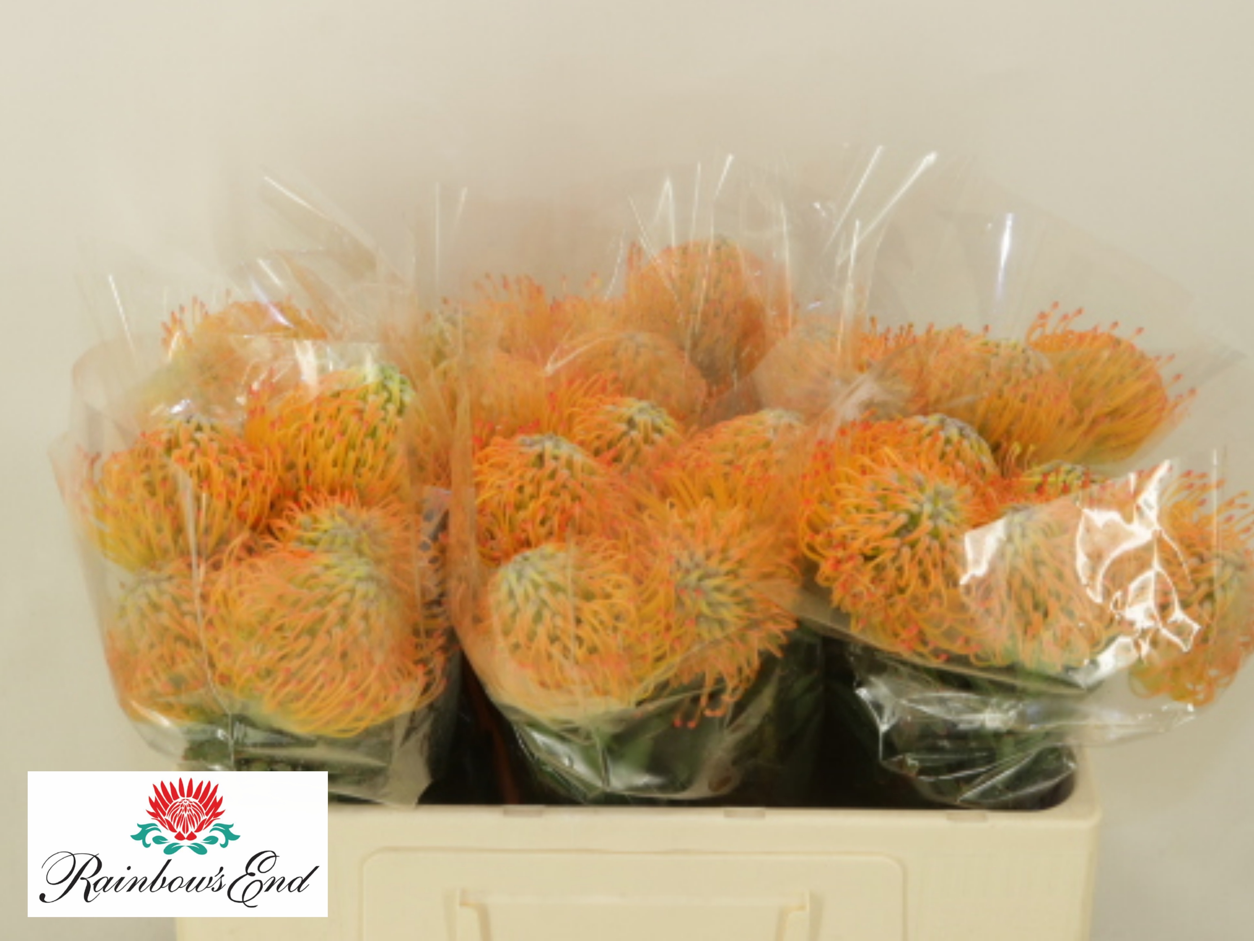 Leucospermum Ayoba Sun 50cm