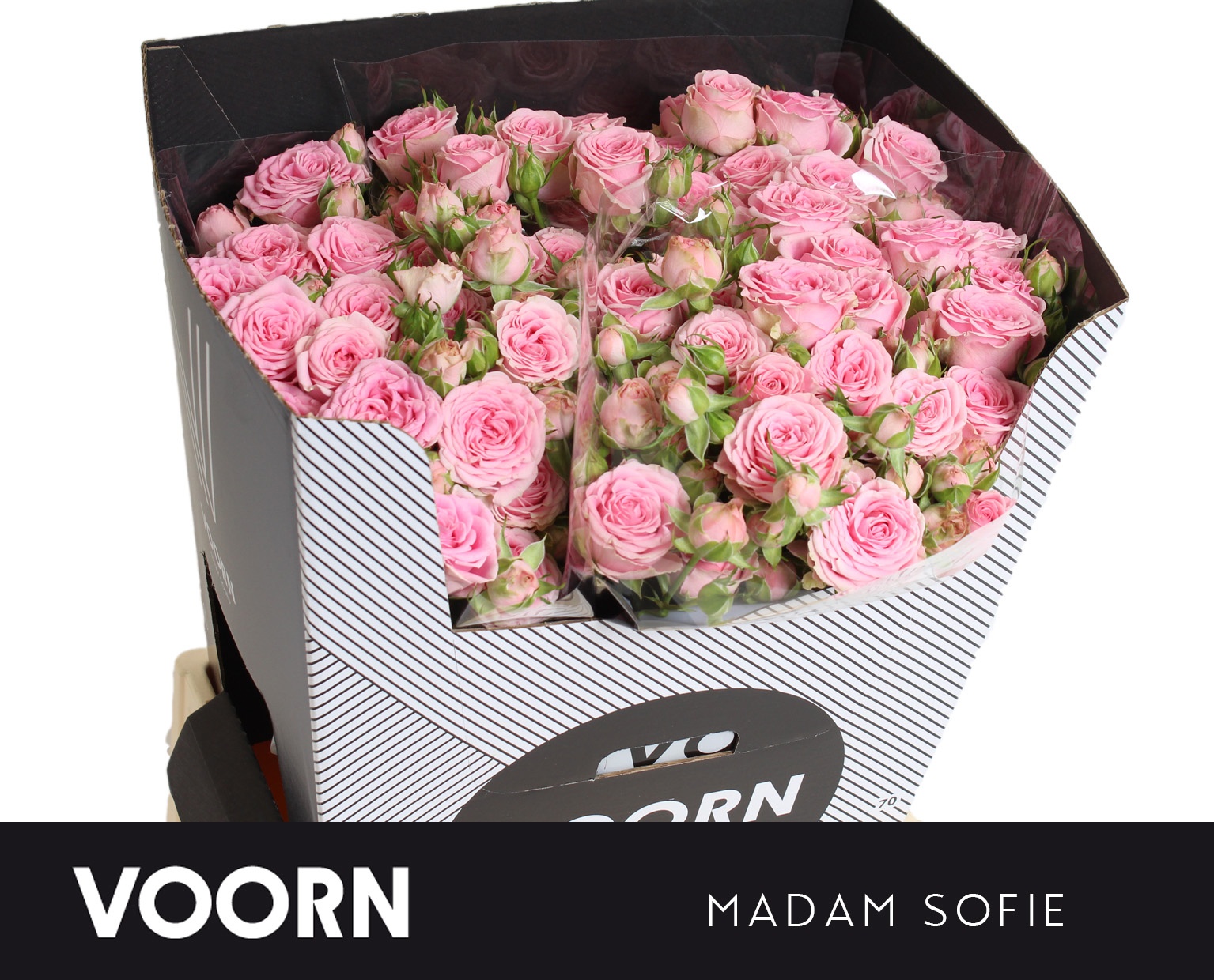 R Tr Madam Sofie