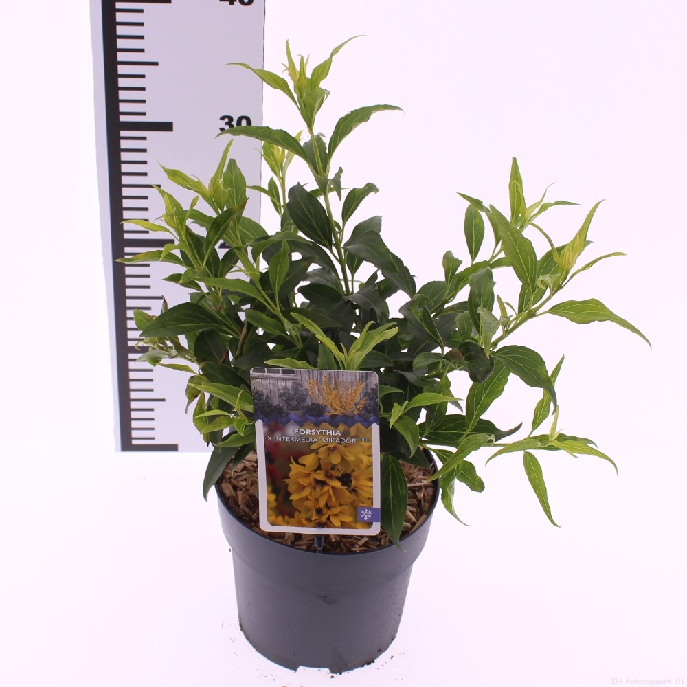 Picture of Forsythia x intermedia 'Mikador'