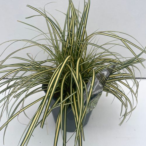 Carex 'Evergold' p17 Cammeraat