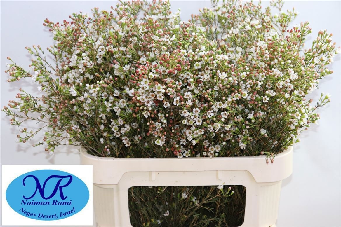 Chamelaucium Blondie 80cm 40gram