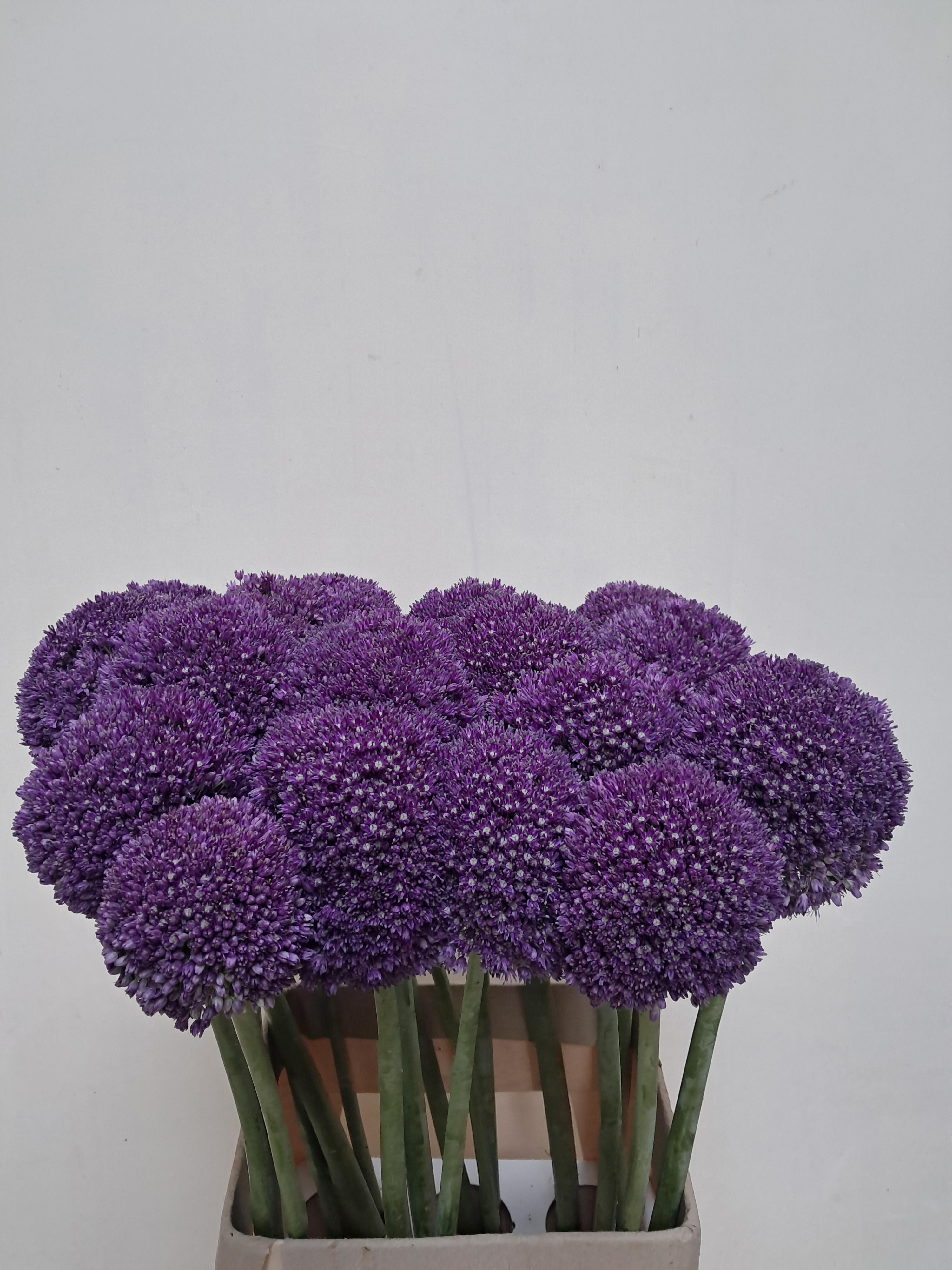 Allium Ambassador