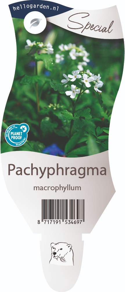 Pachyphragma macrophyllum