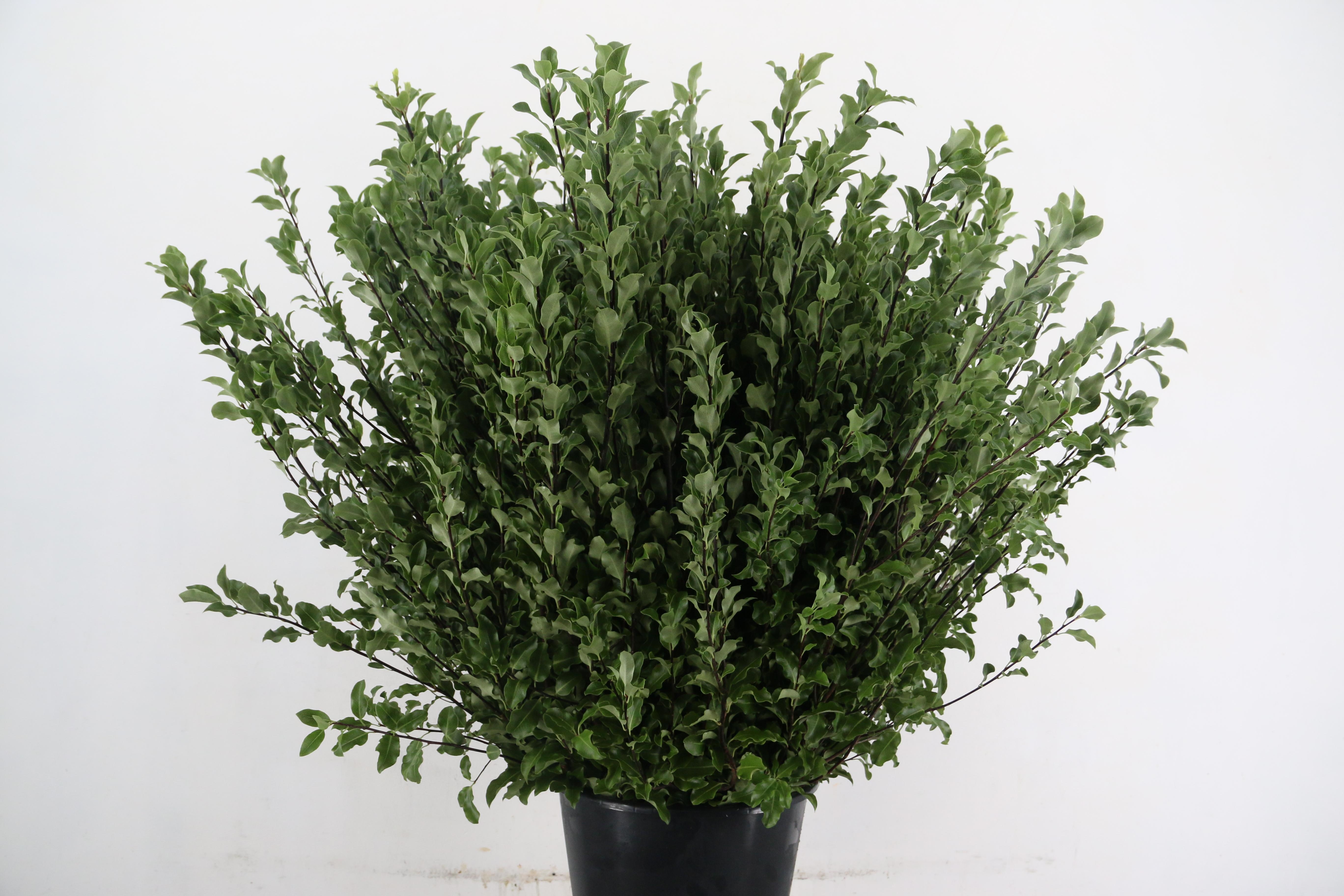 Pittosporum Ov 80L.cm