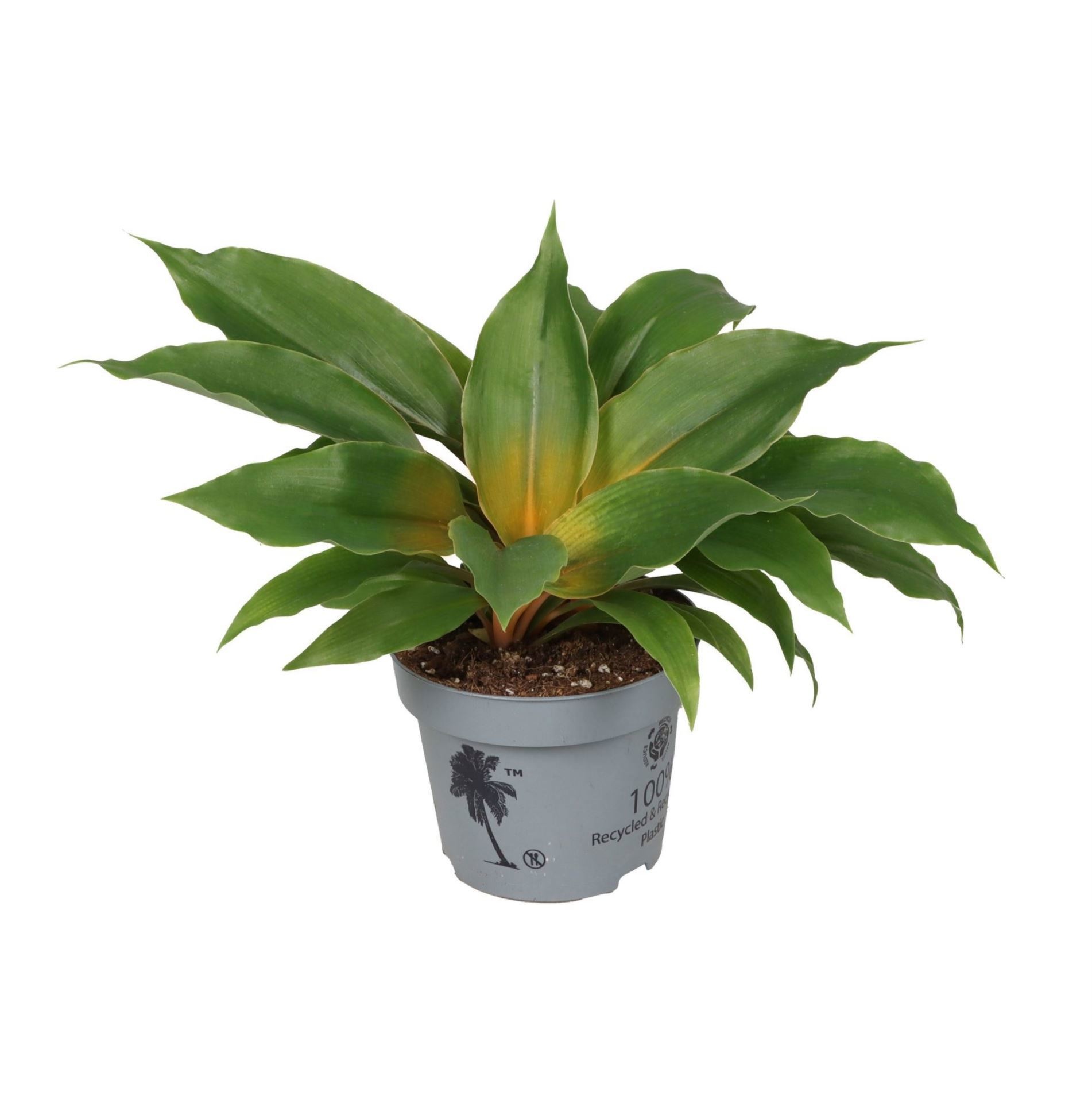 Chlorophytum Princess Marble