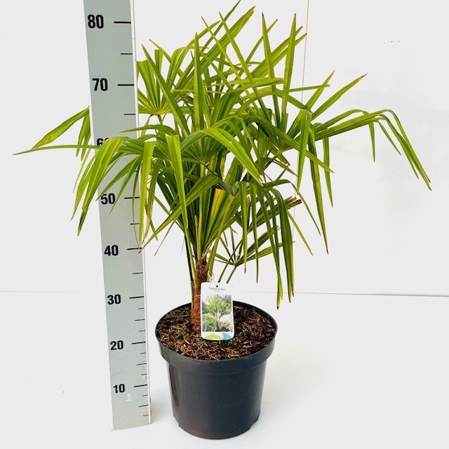 Picture of Trachycarpus fortunei C7.5 60-80