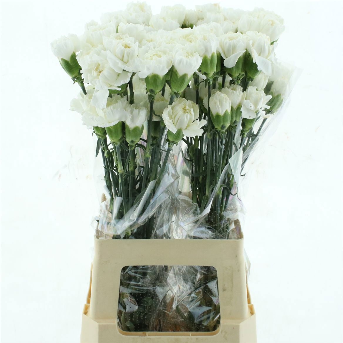 Dianthus Moonlight 70cm