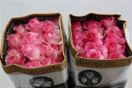 Rosa Boulevard 60cm