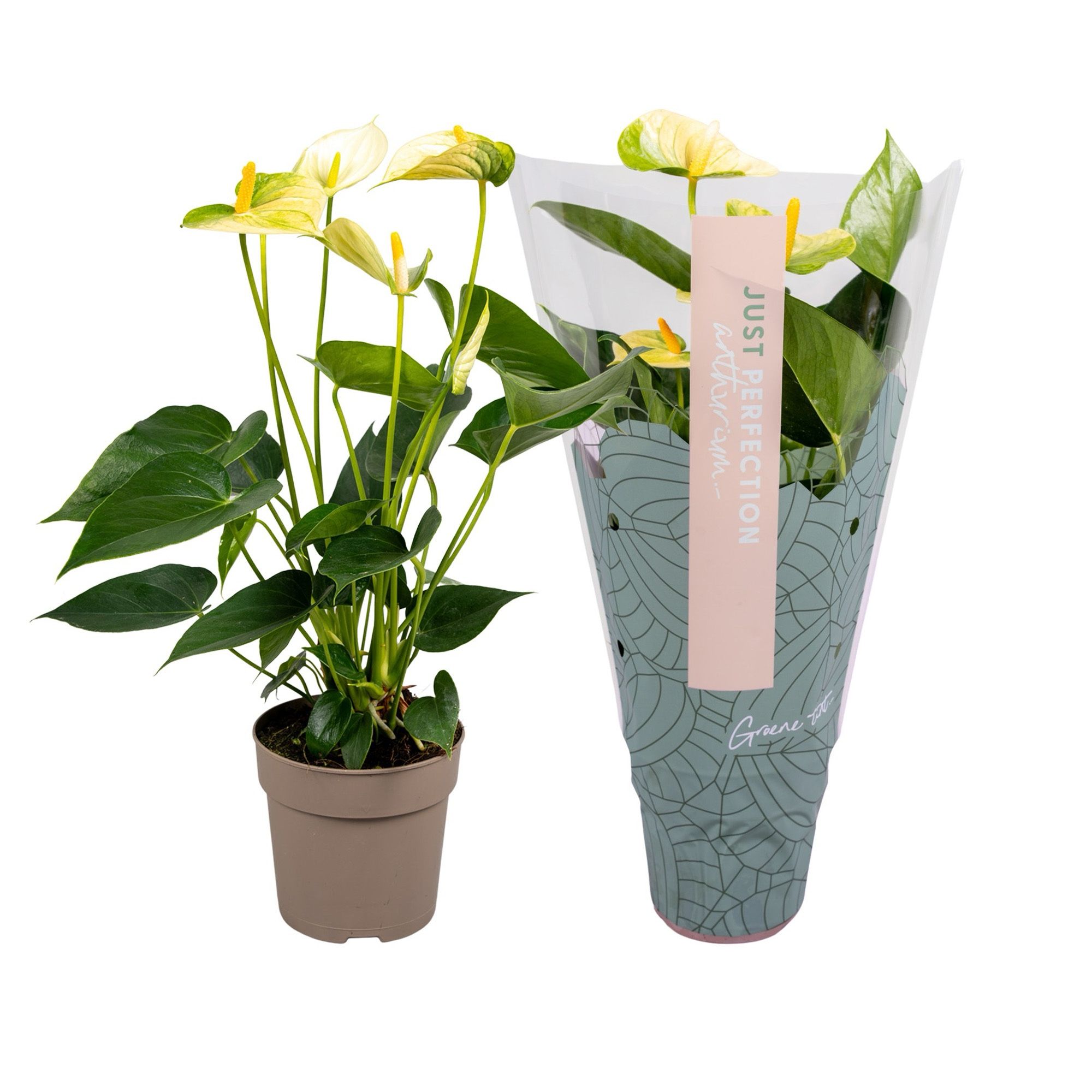 Anthurium (Andreanum Grp) Vanilla | Hamiplant