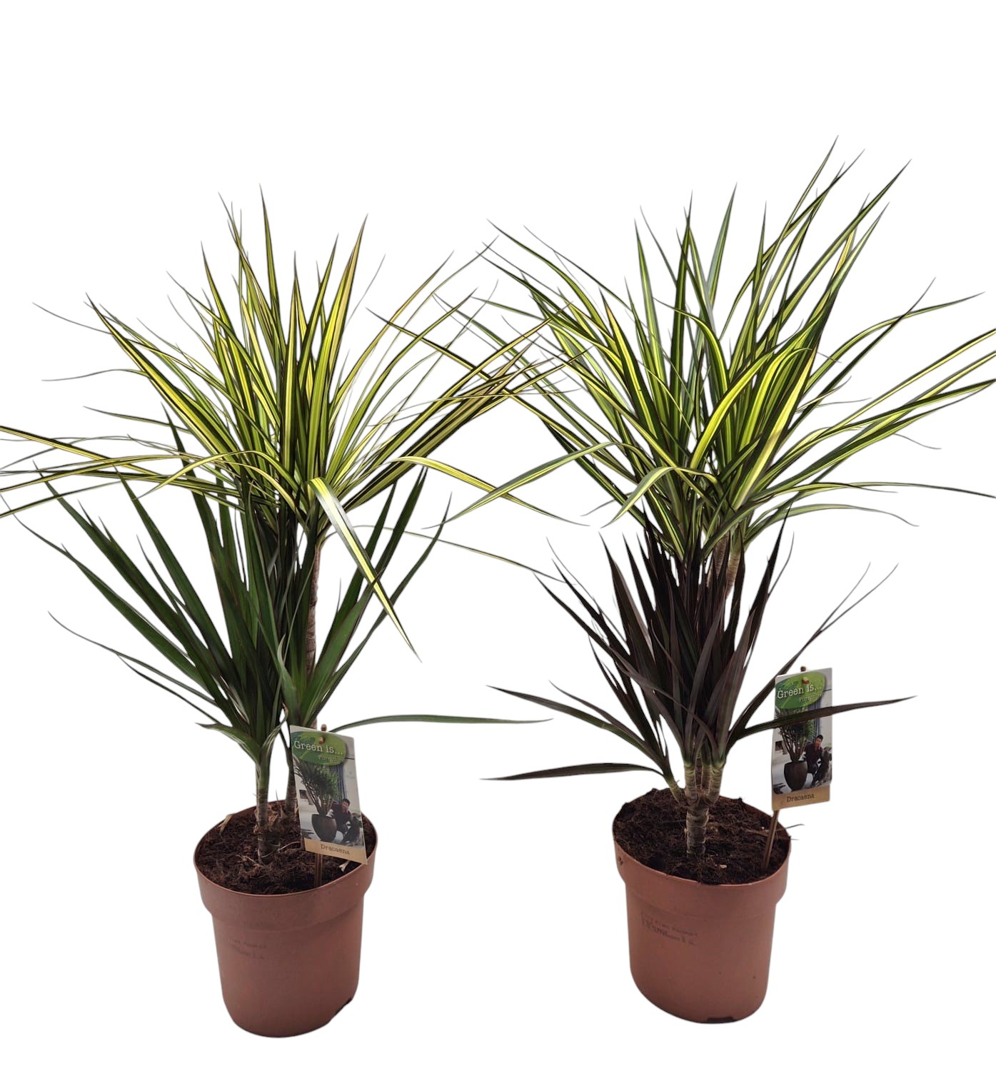 Picture of Dracaena Tutti Frutti 30-15 - mixtray P17 80CM