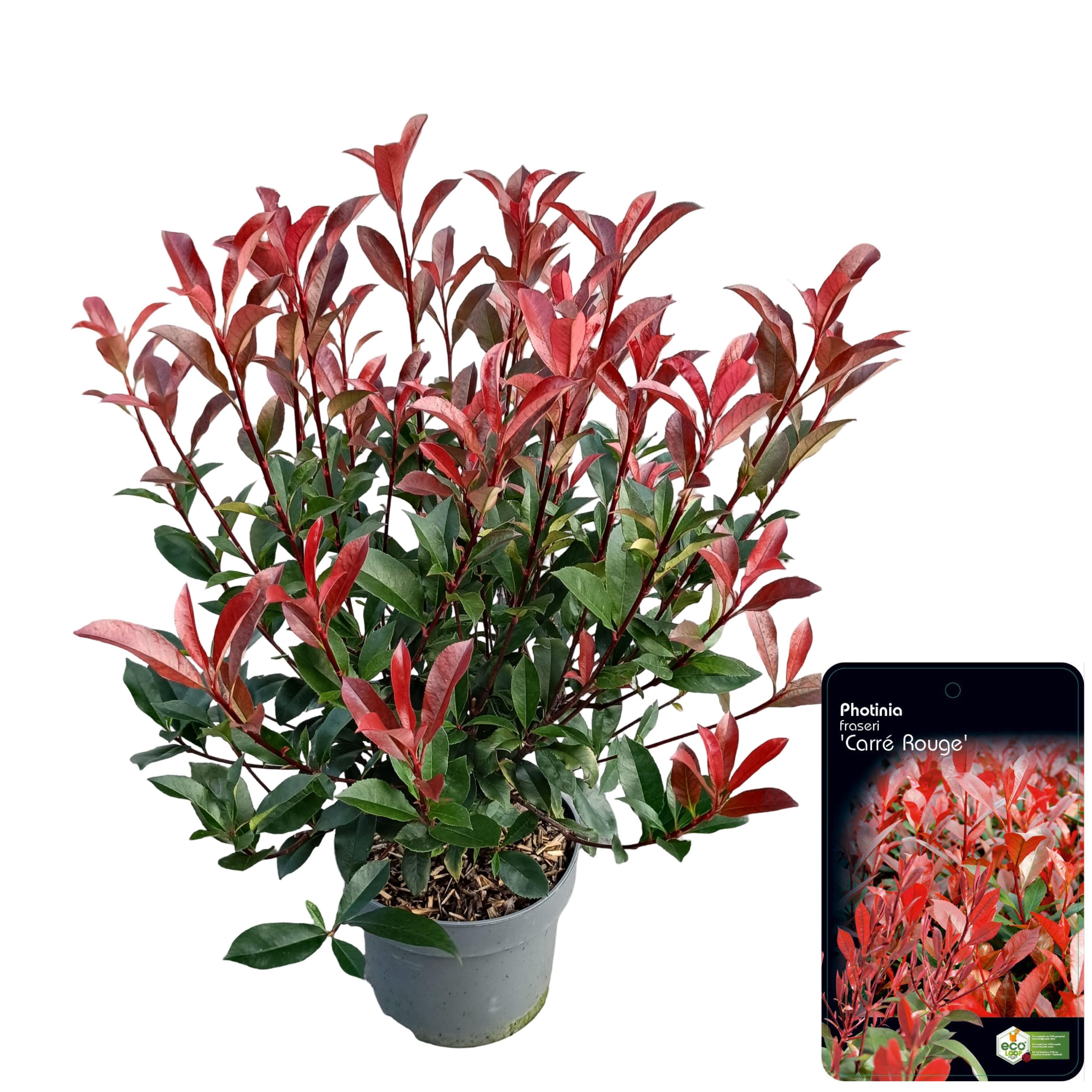 Picture of Photinia fraseri 'Carré Rouge' C5