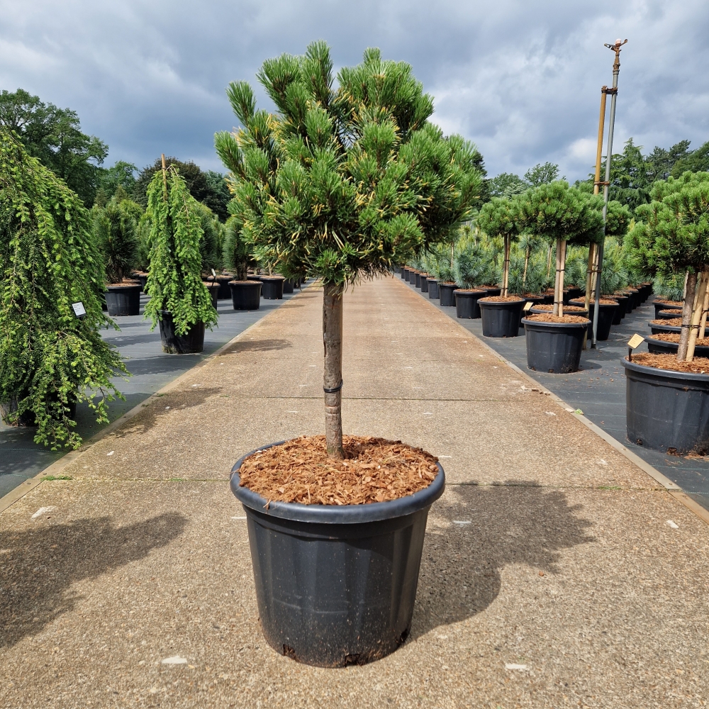 Picture of Pinus mugo Carstens Wintergold C35 40/STD