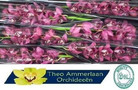Cymbidium Pinkpop 12/15bl