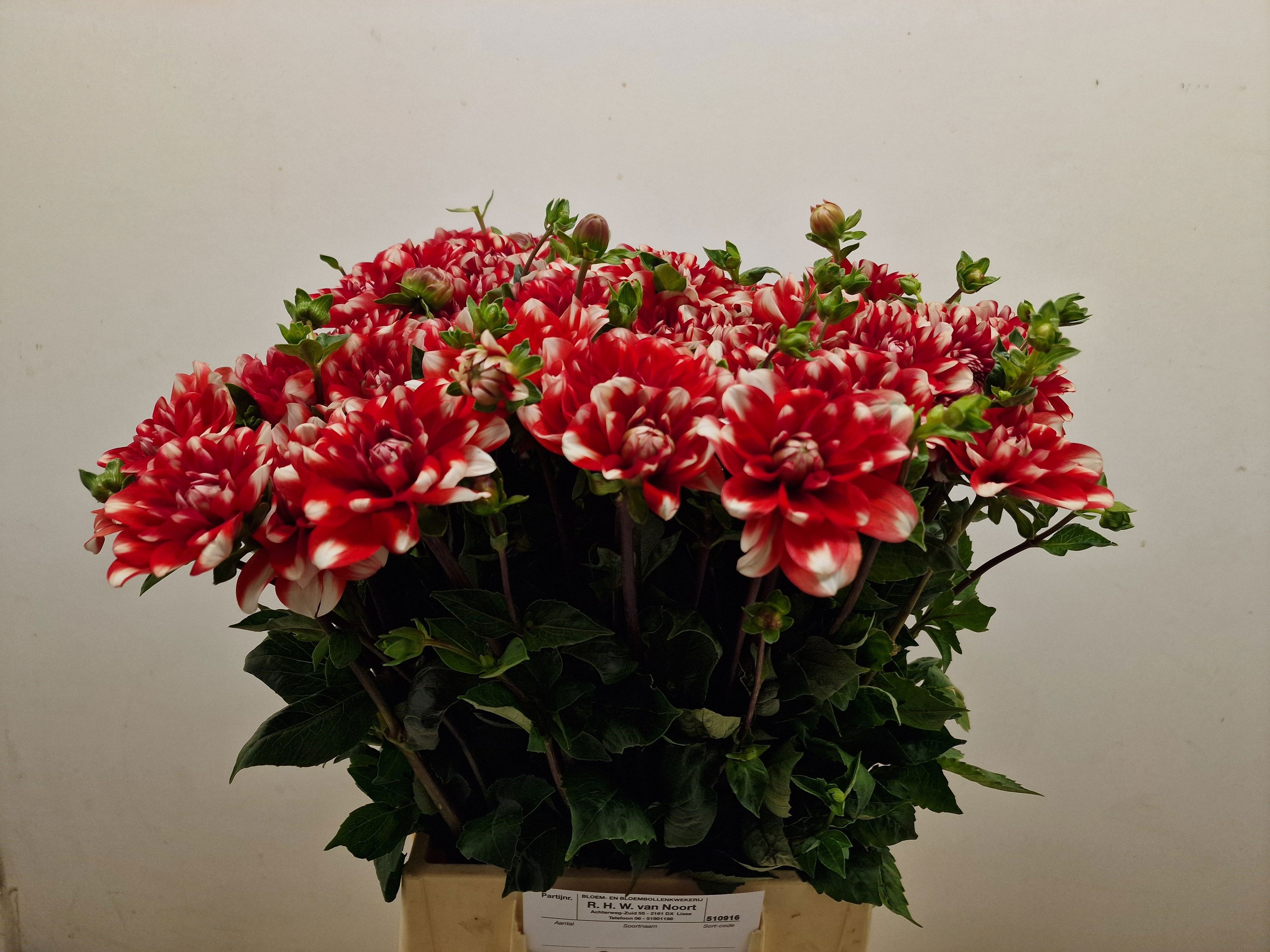Dahlia Nagano 50cm