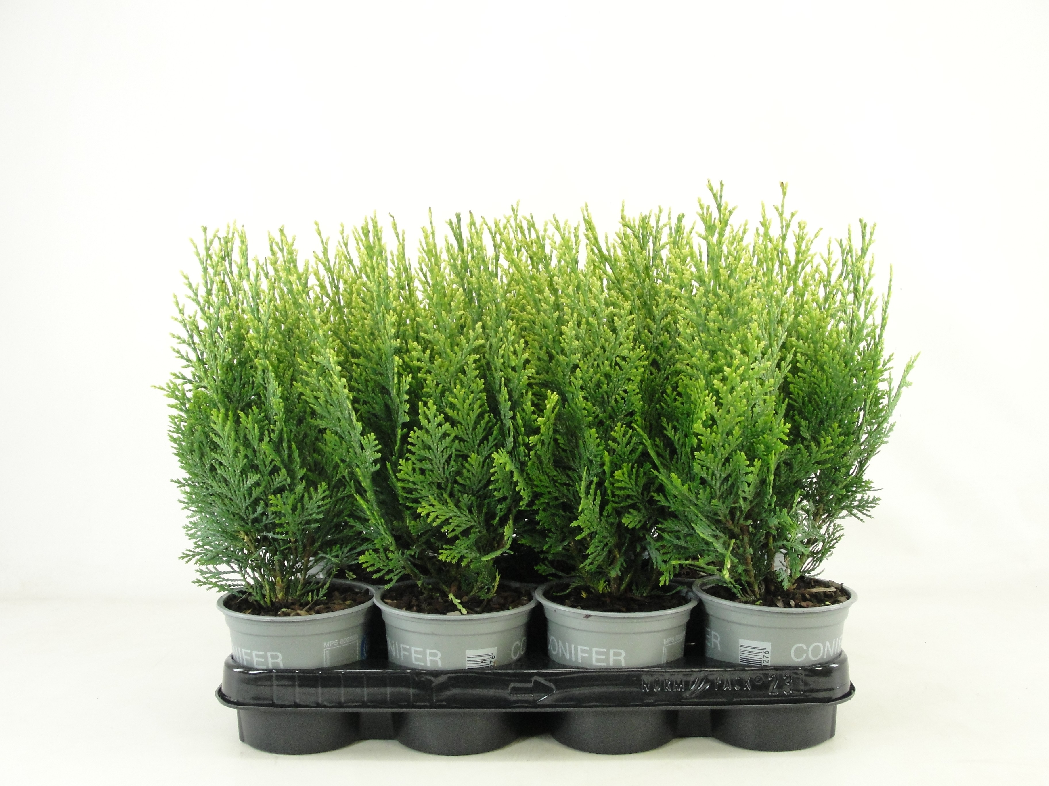 Picture of Chamaecyparis lawsoniana White Spot P11