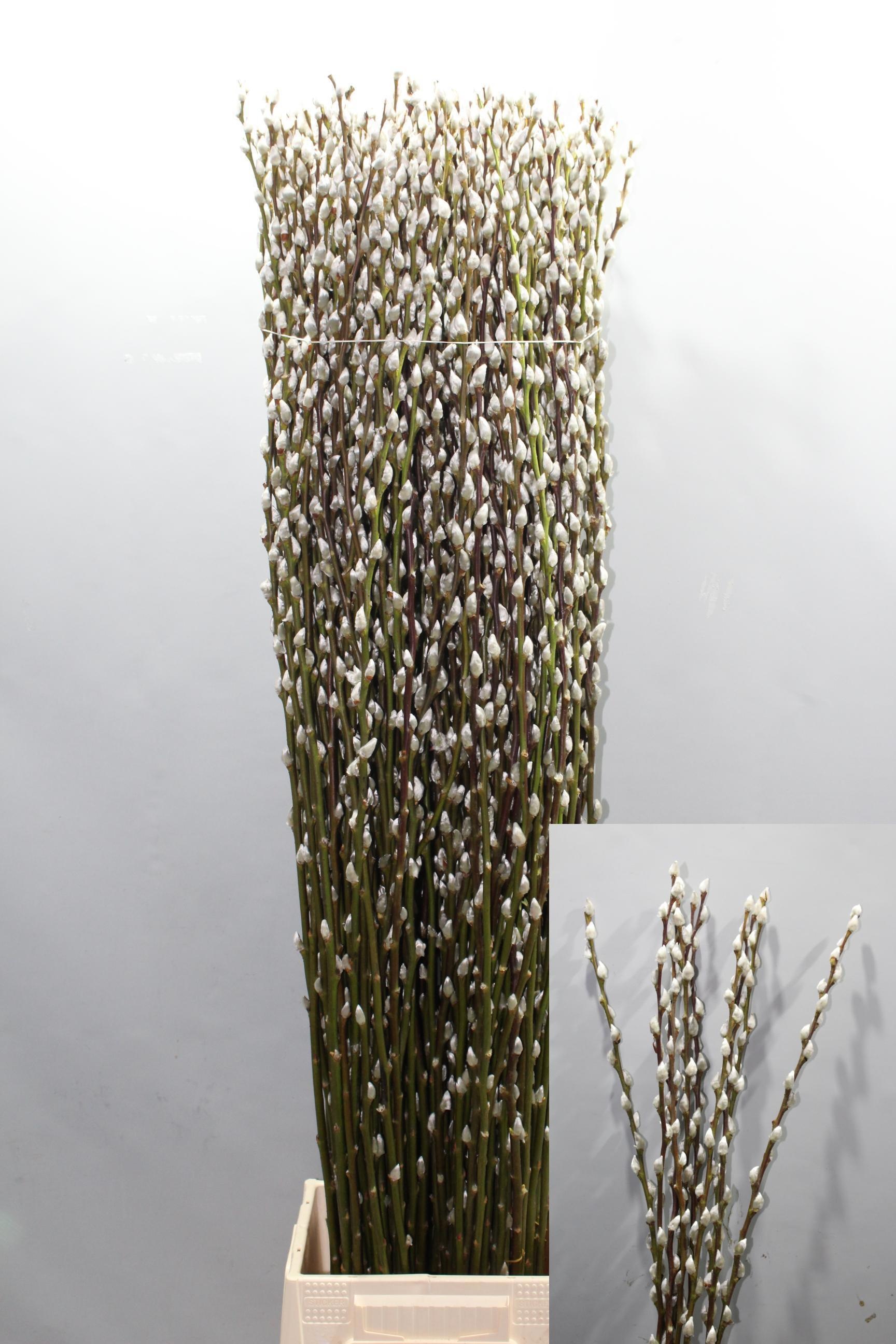 Salix Ca Snow Flake