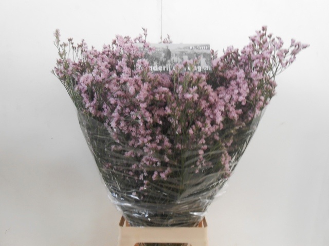 Lim Florida Pink