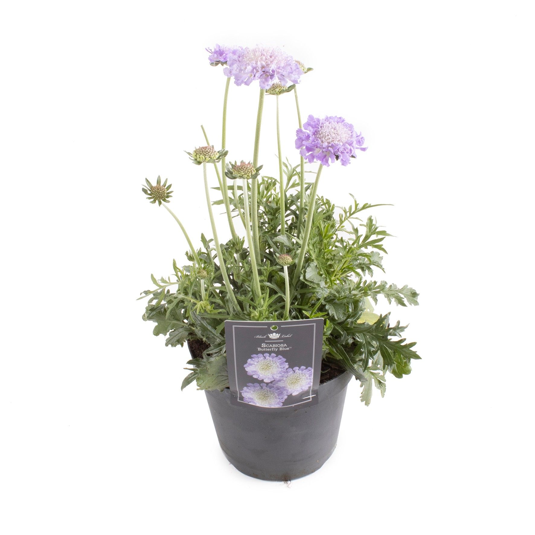 Picture of Scabiosa Butterfly Blue