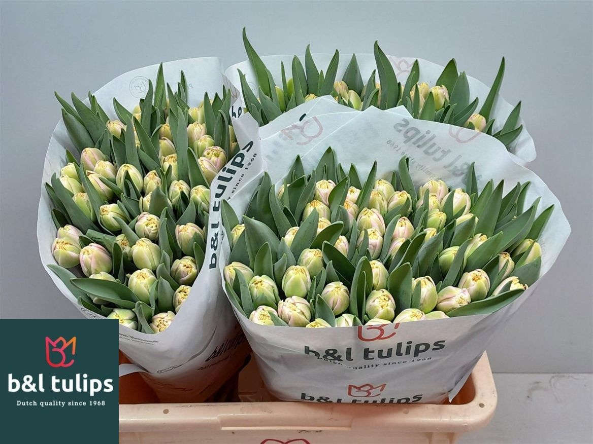Tulipa Double Endless Love 40cm 38gram