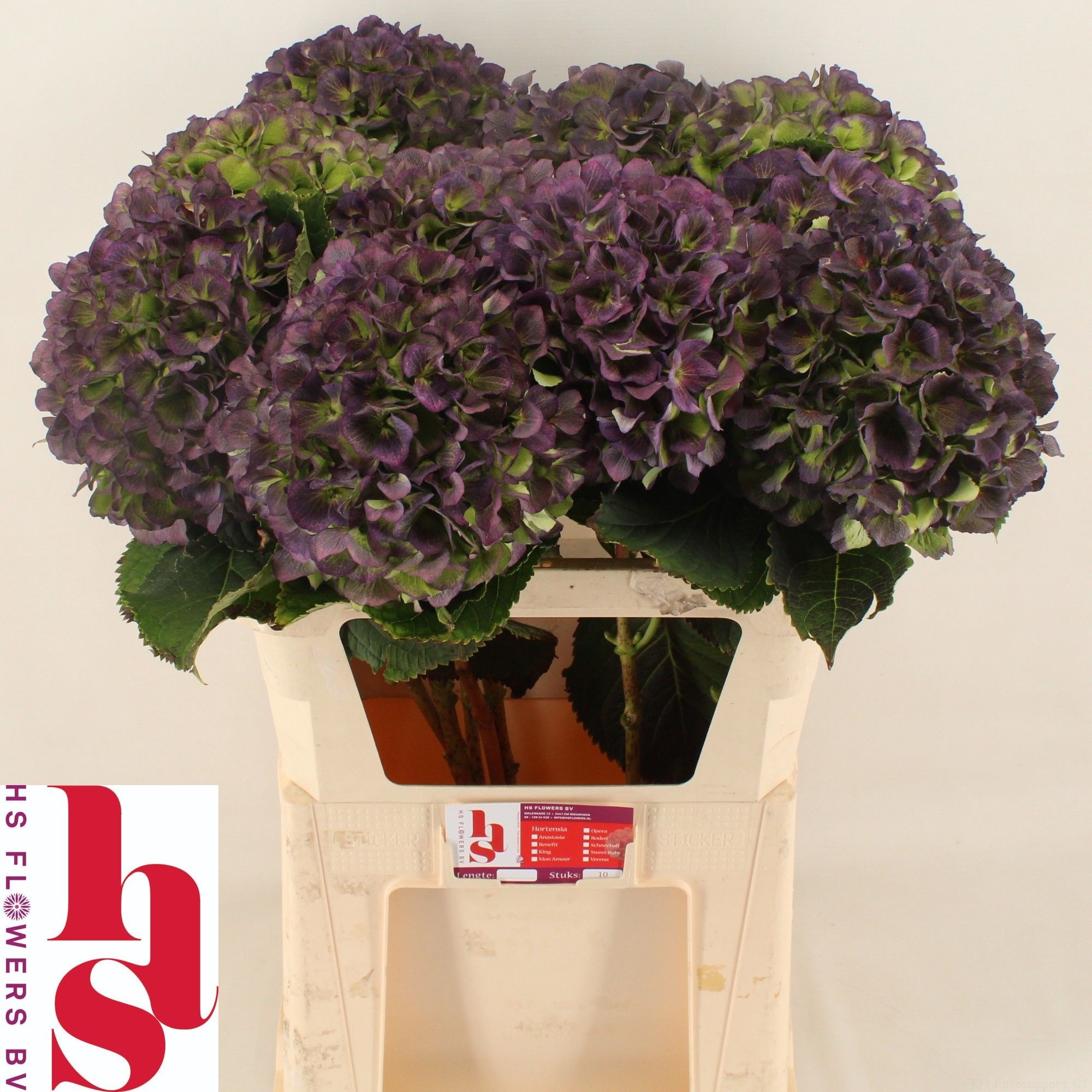 Hydrangea Verena Classic Blue 80cm 22Ø