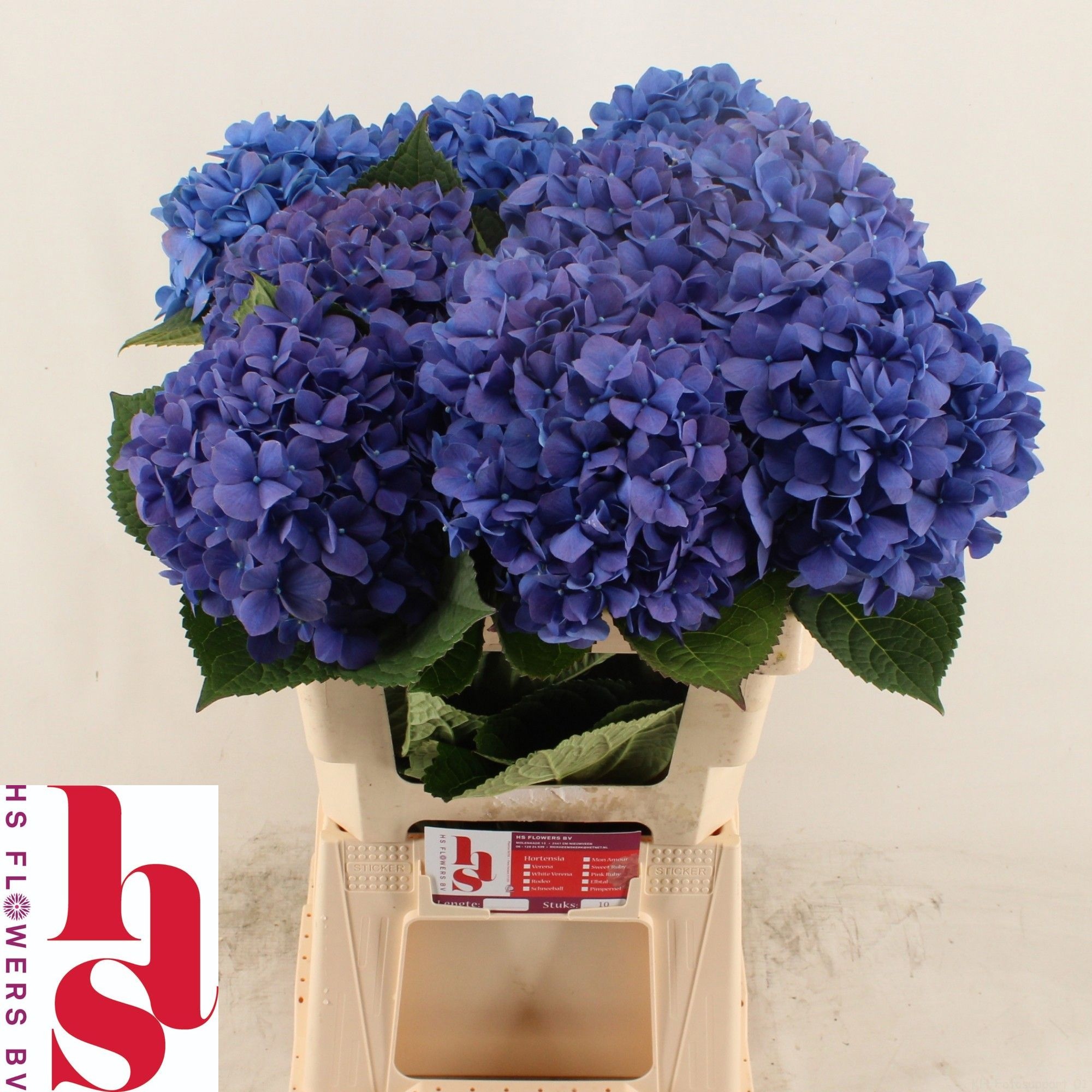Hydrangea Pimpernel 60cm 20Ø