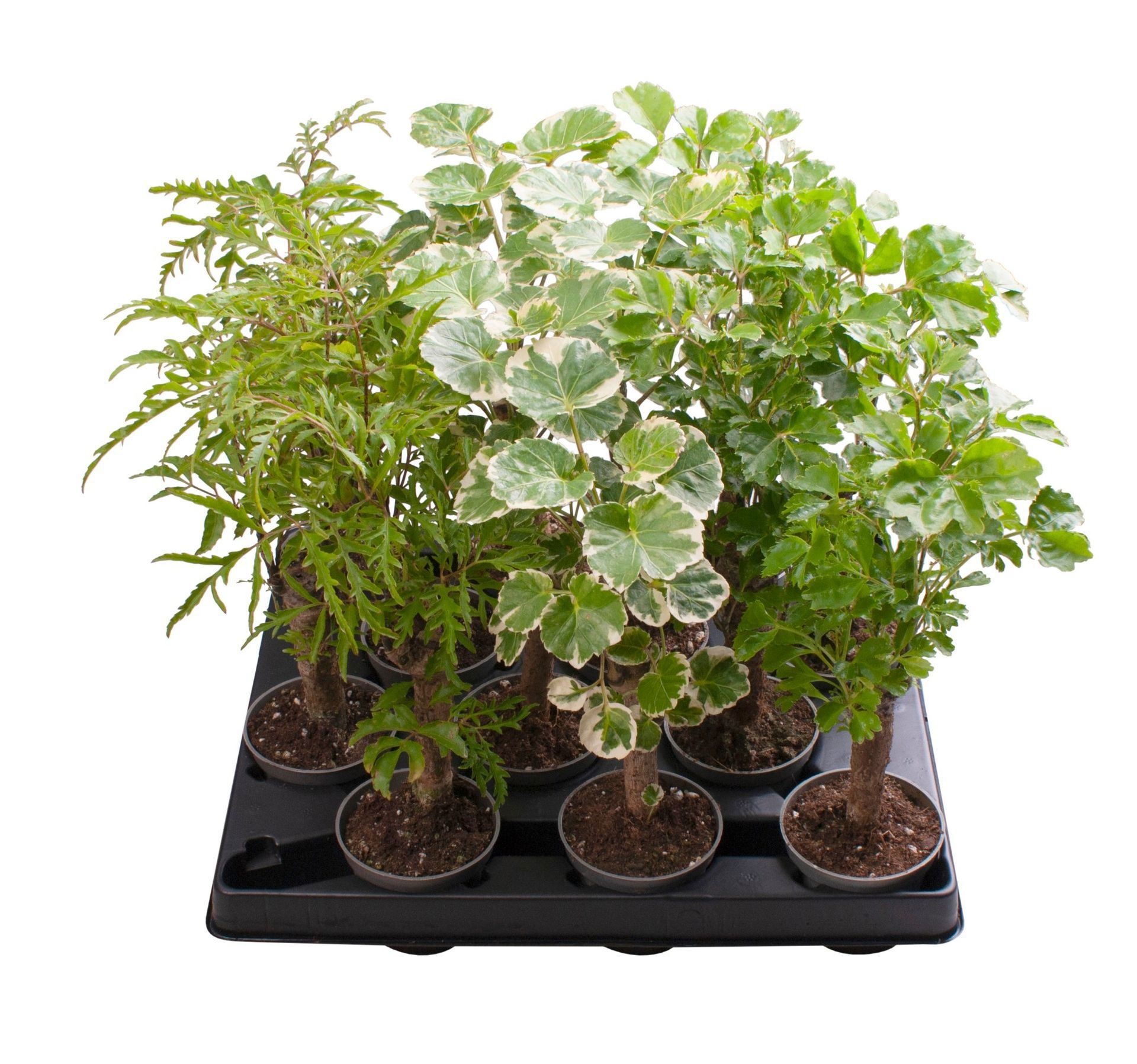 Polyscias Cane Mix