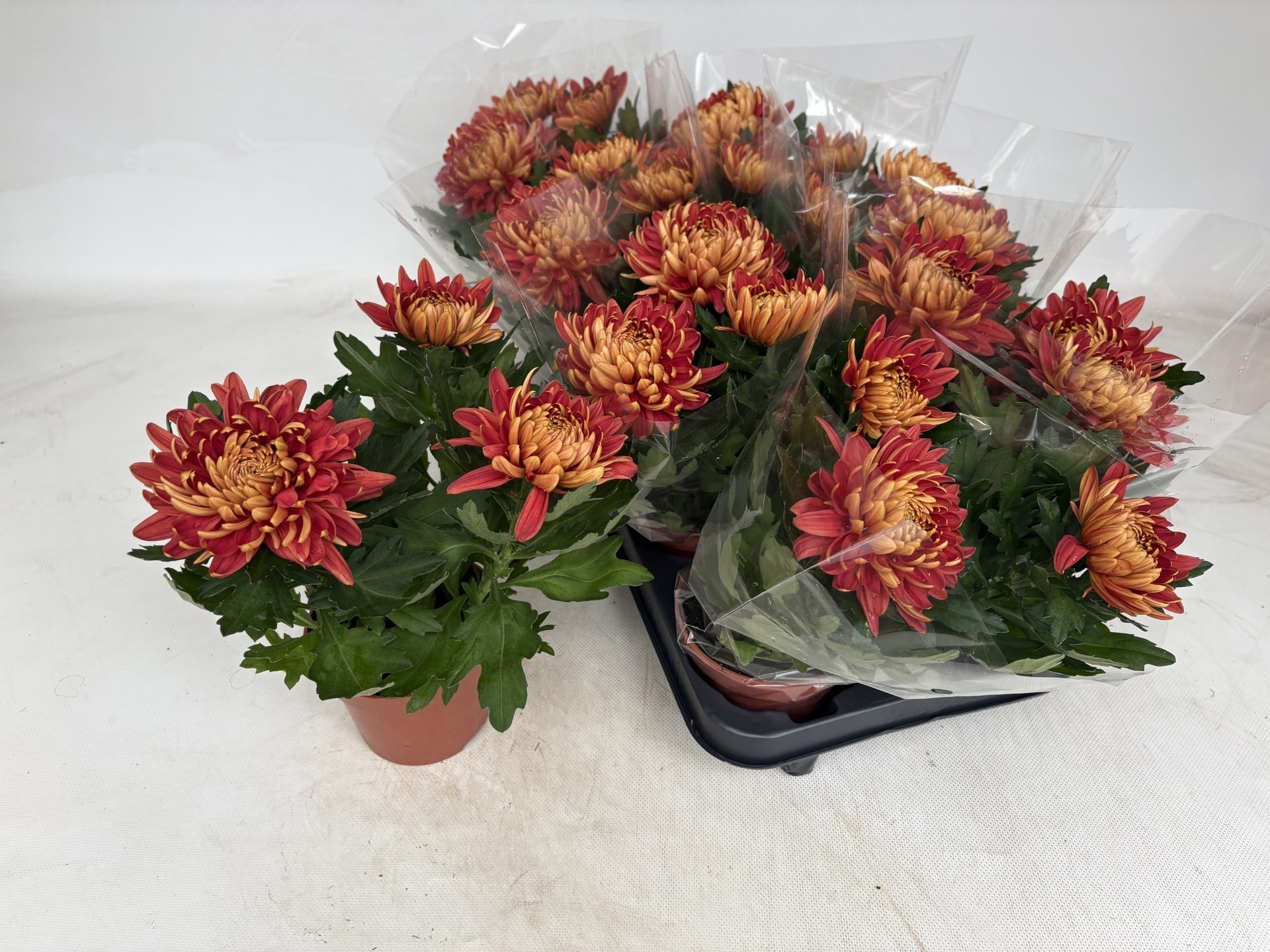 Chrys Cosmo Bronze 12P 30H 34bloei