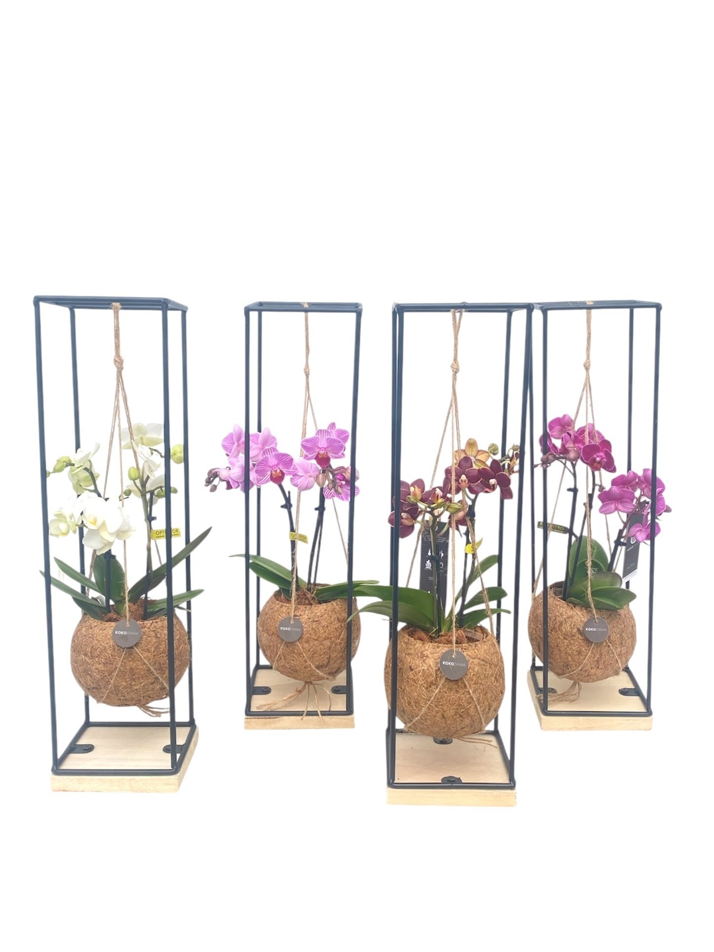 Arr Orchidee 12Ø 48cm