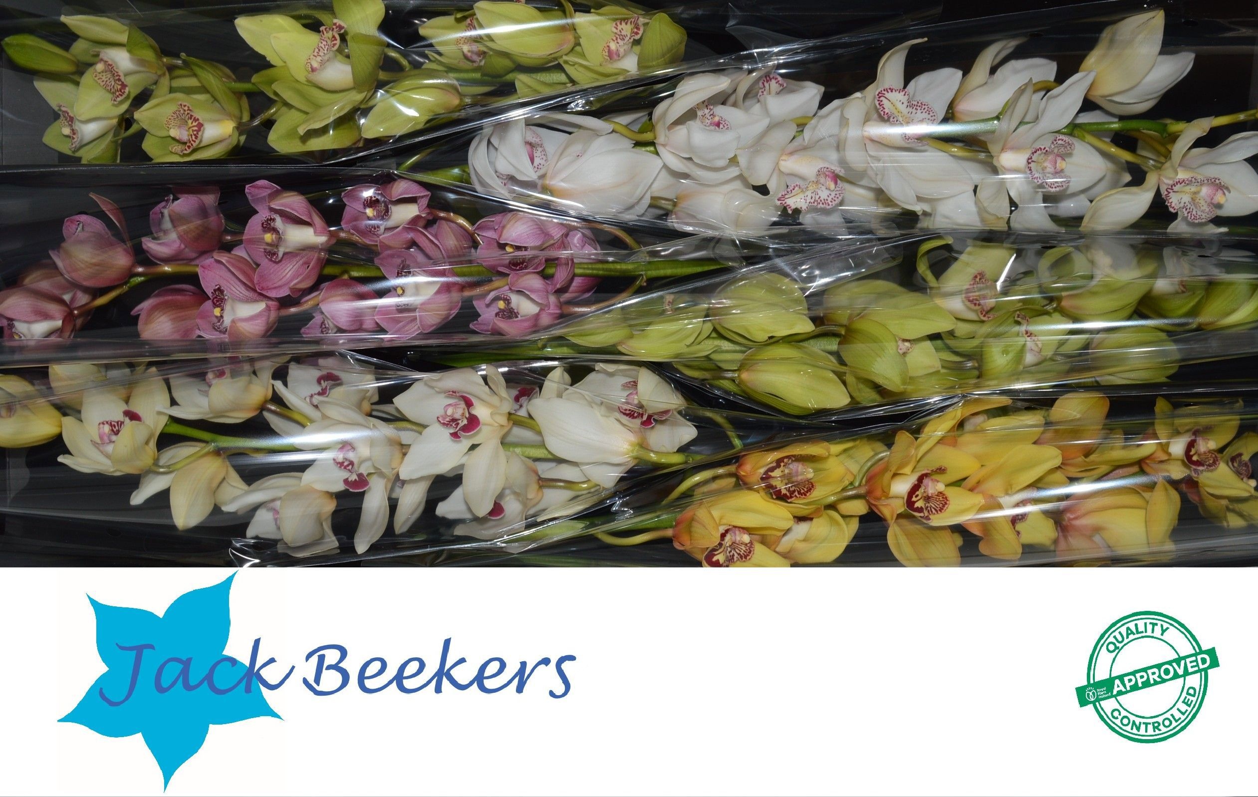 Cymbidium Asst 13bl