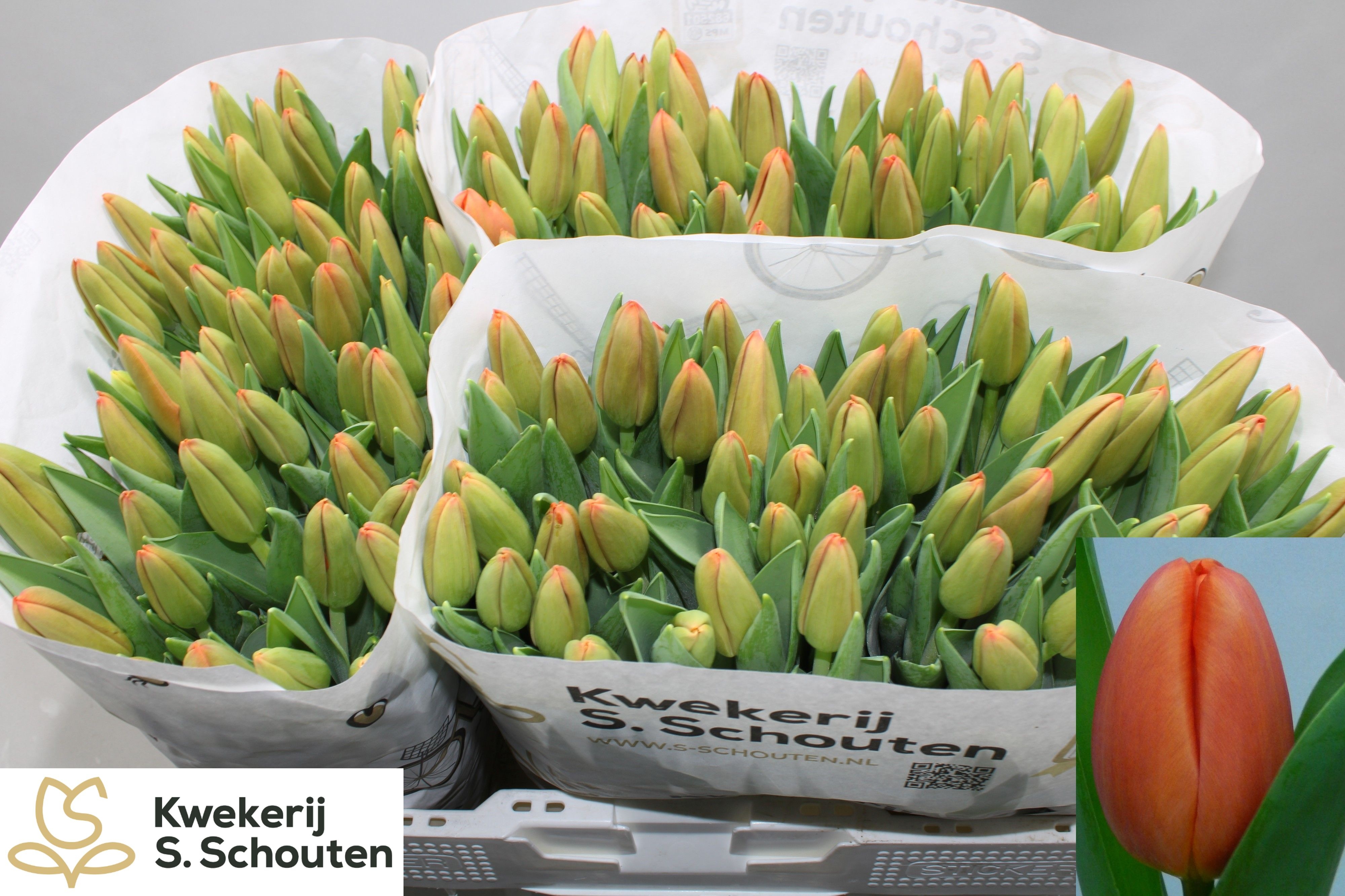 Tulipa Orange Juice 38cm 34gram
