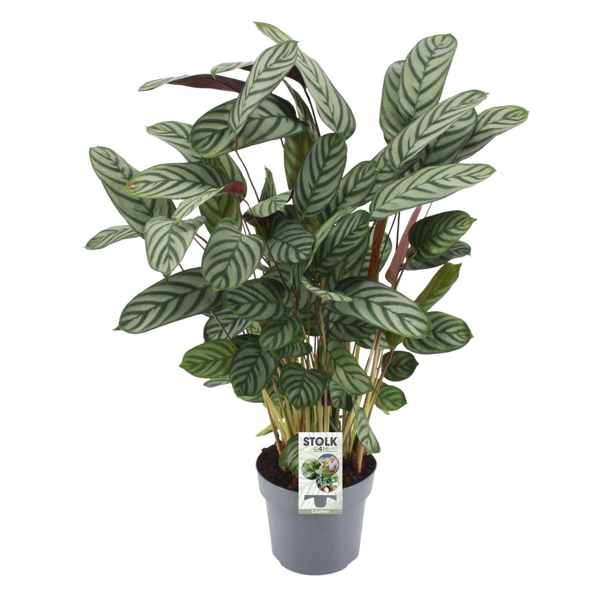 Ctenanthe 'exotica'