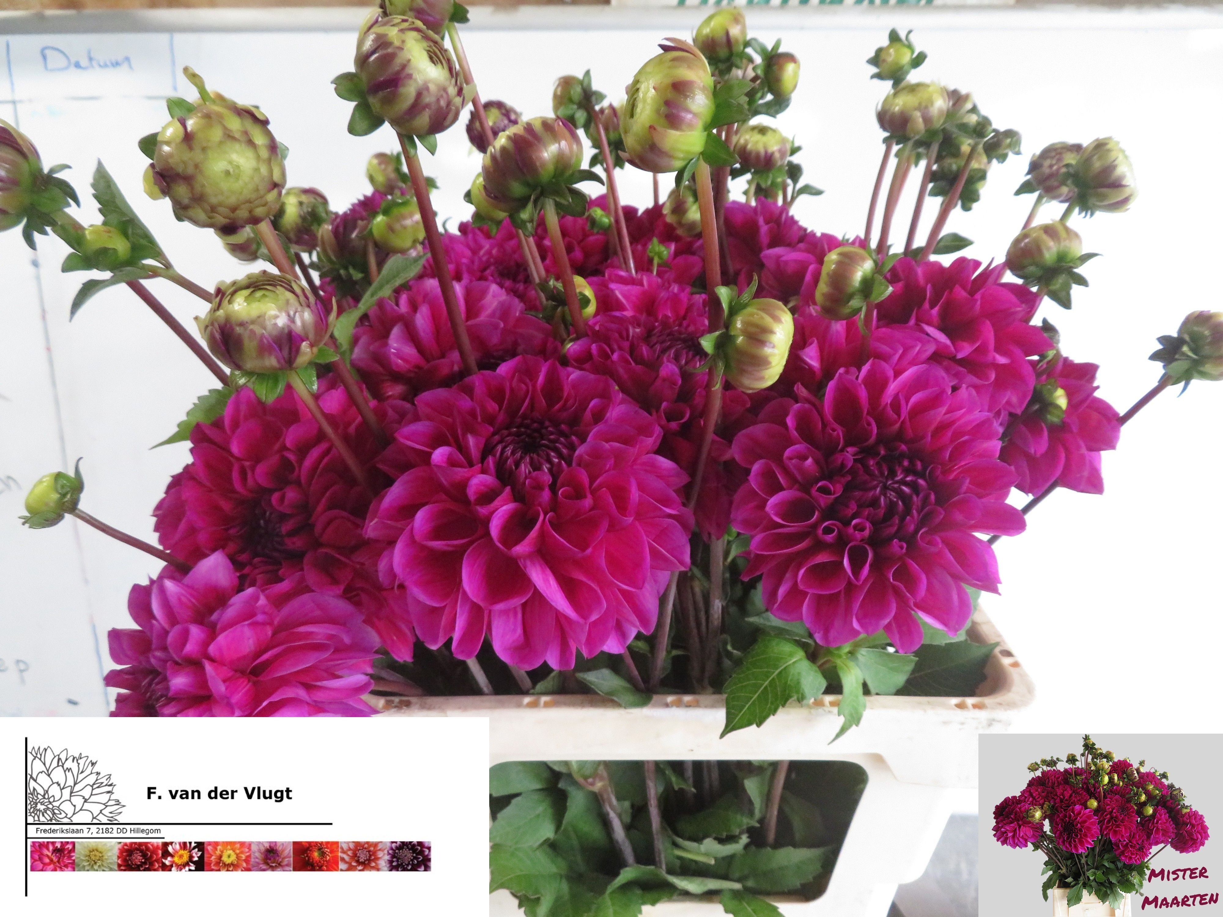 Dahlia 50cm
