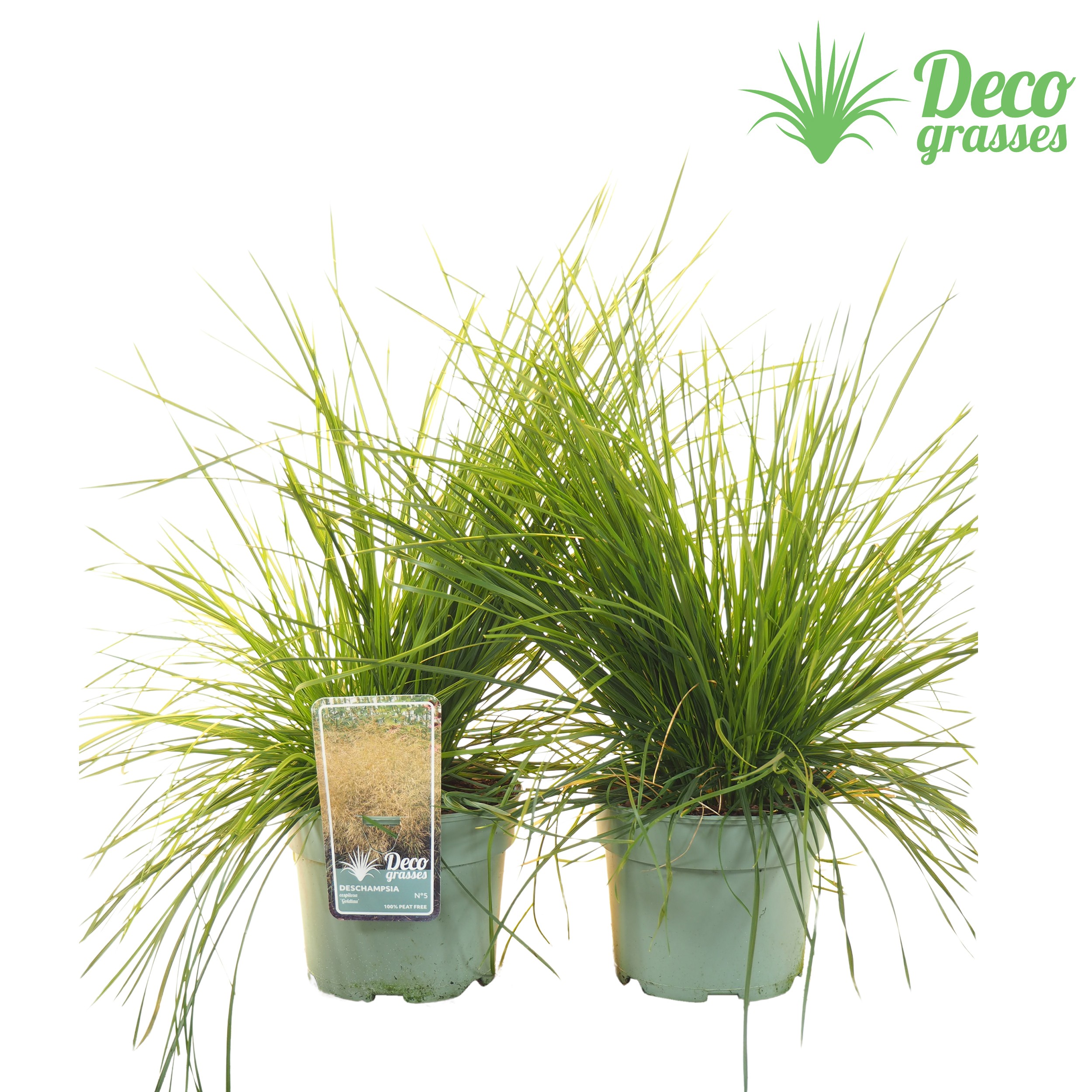 Picture of Deschampsia cespitosa Goldtau ( PEAT FREE ) P19 (3 Ltr)