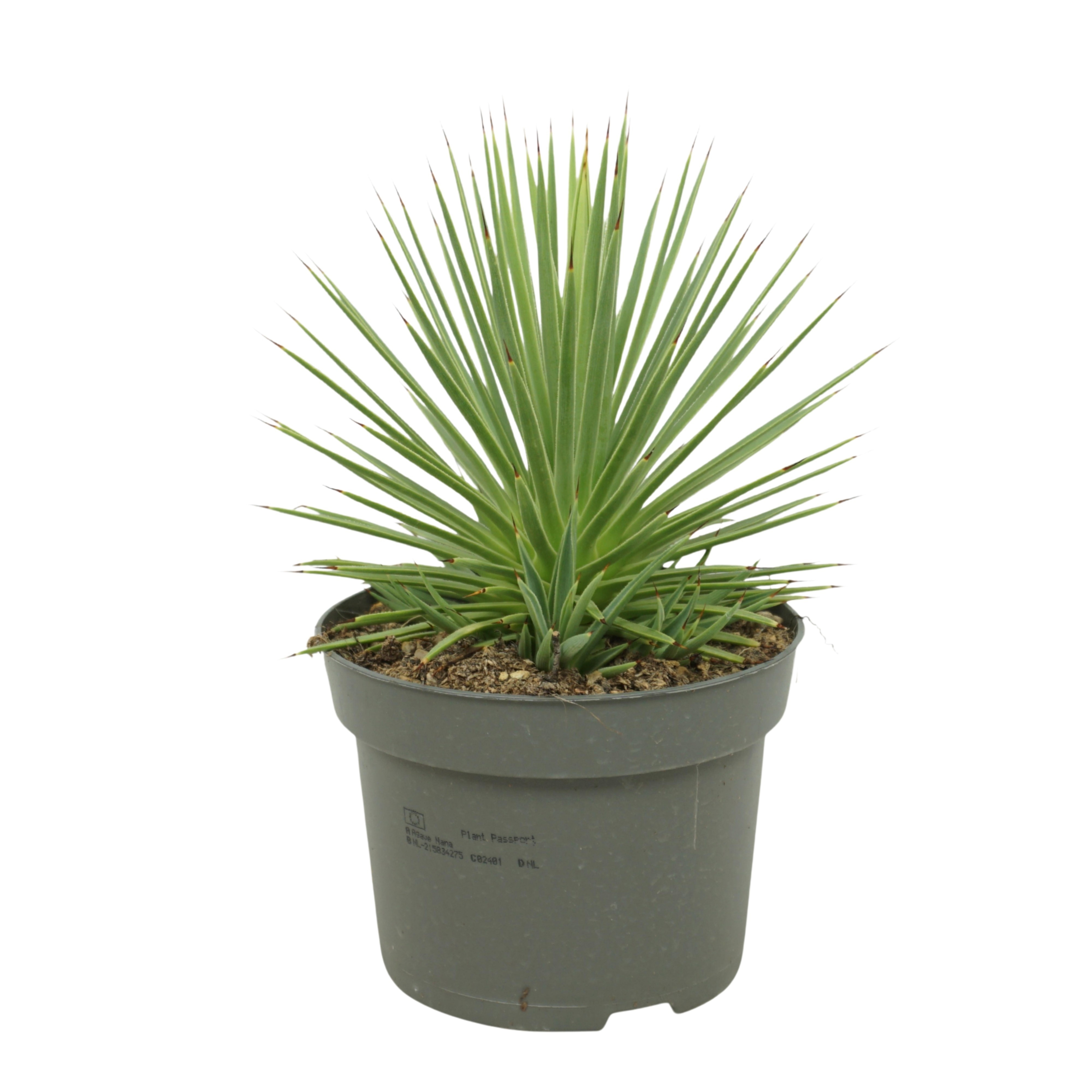 Agave nana