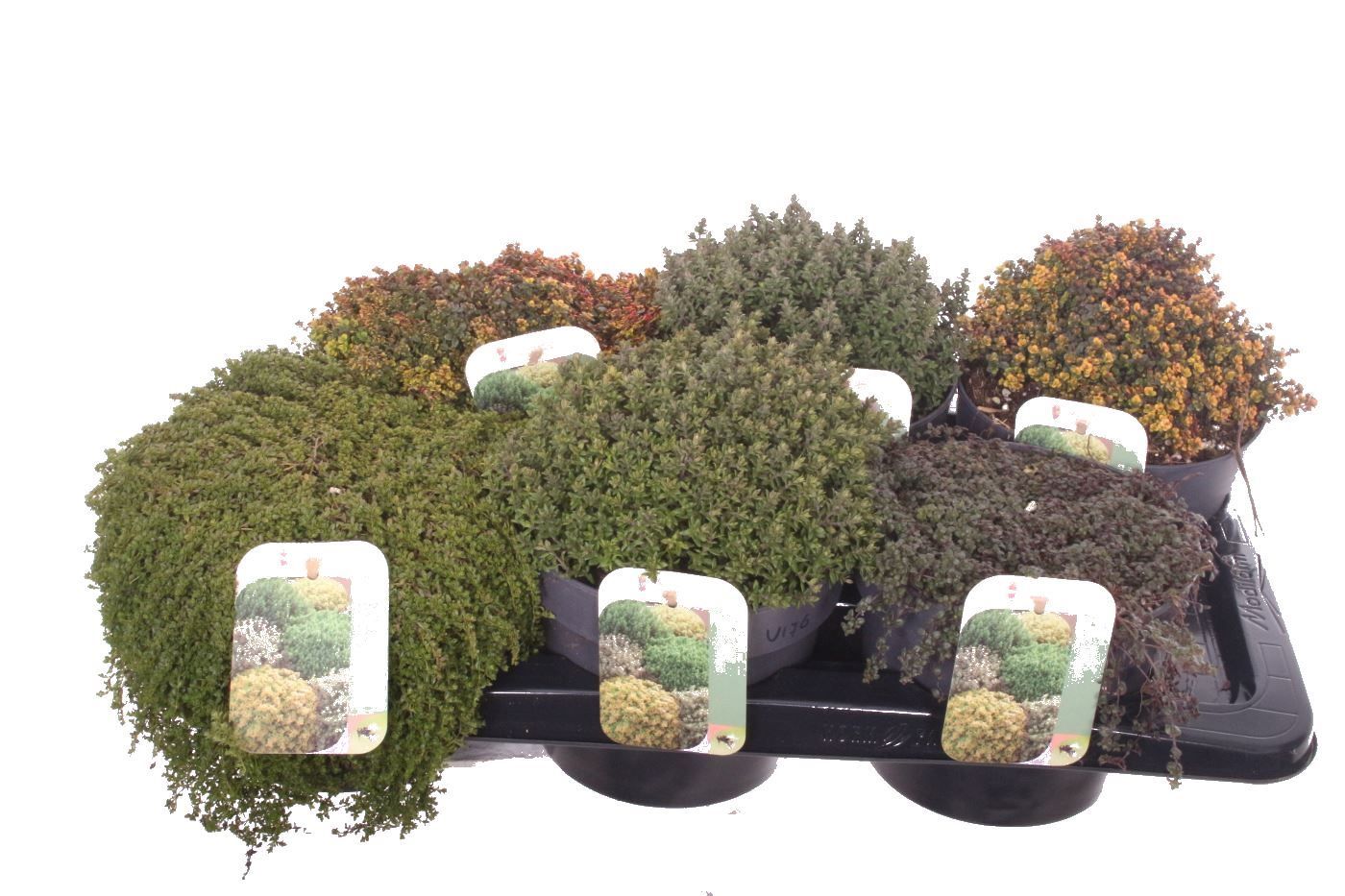 Thymus thymus mix