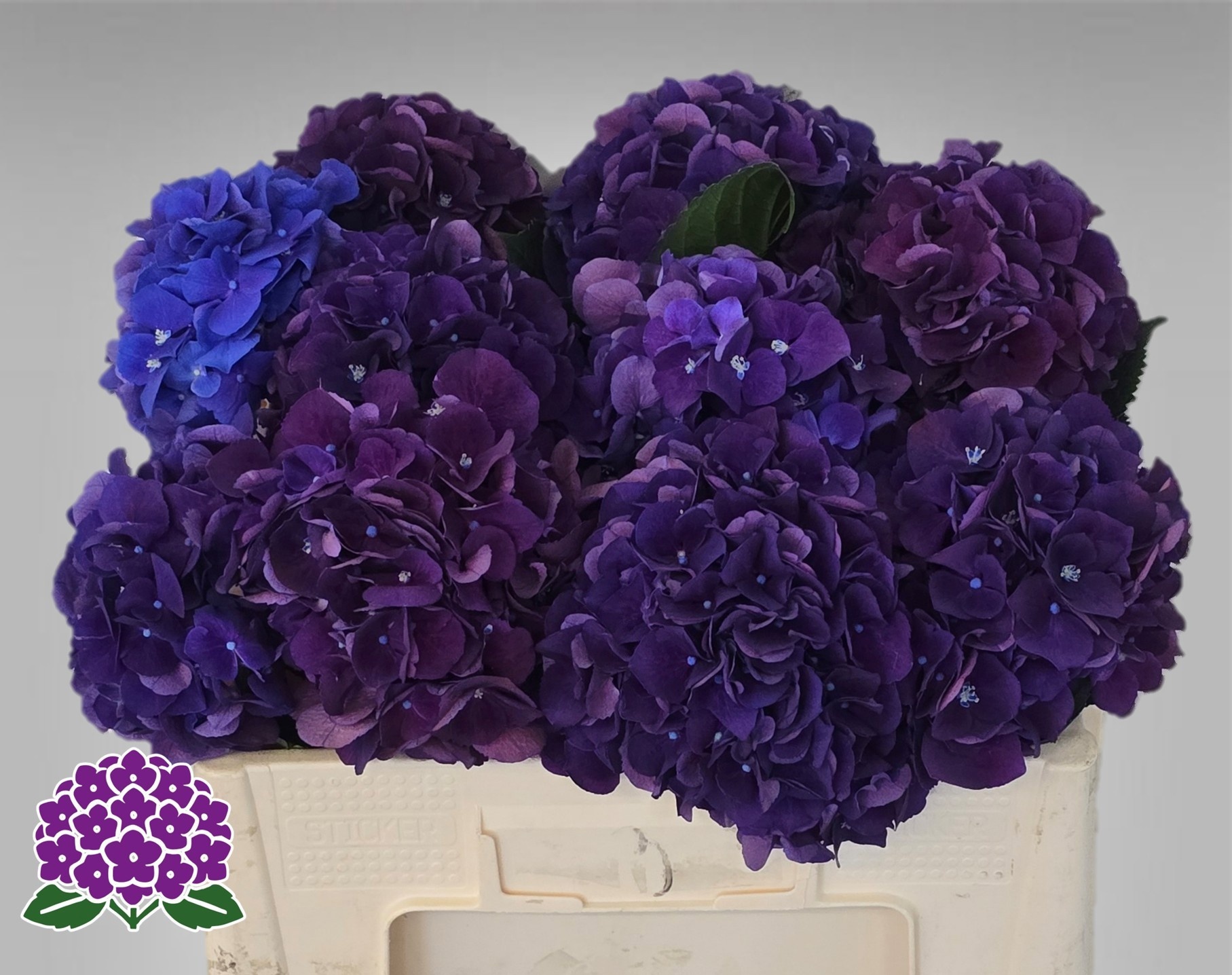 Hydrangea Royal King 50cm 14Ø
