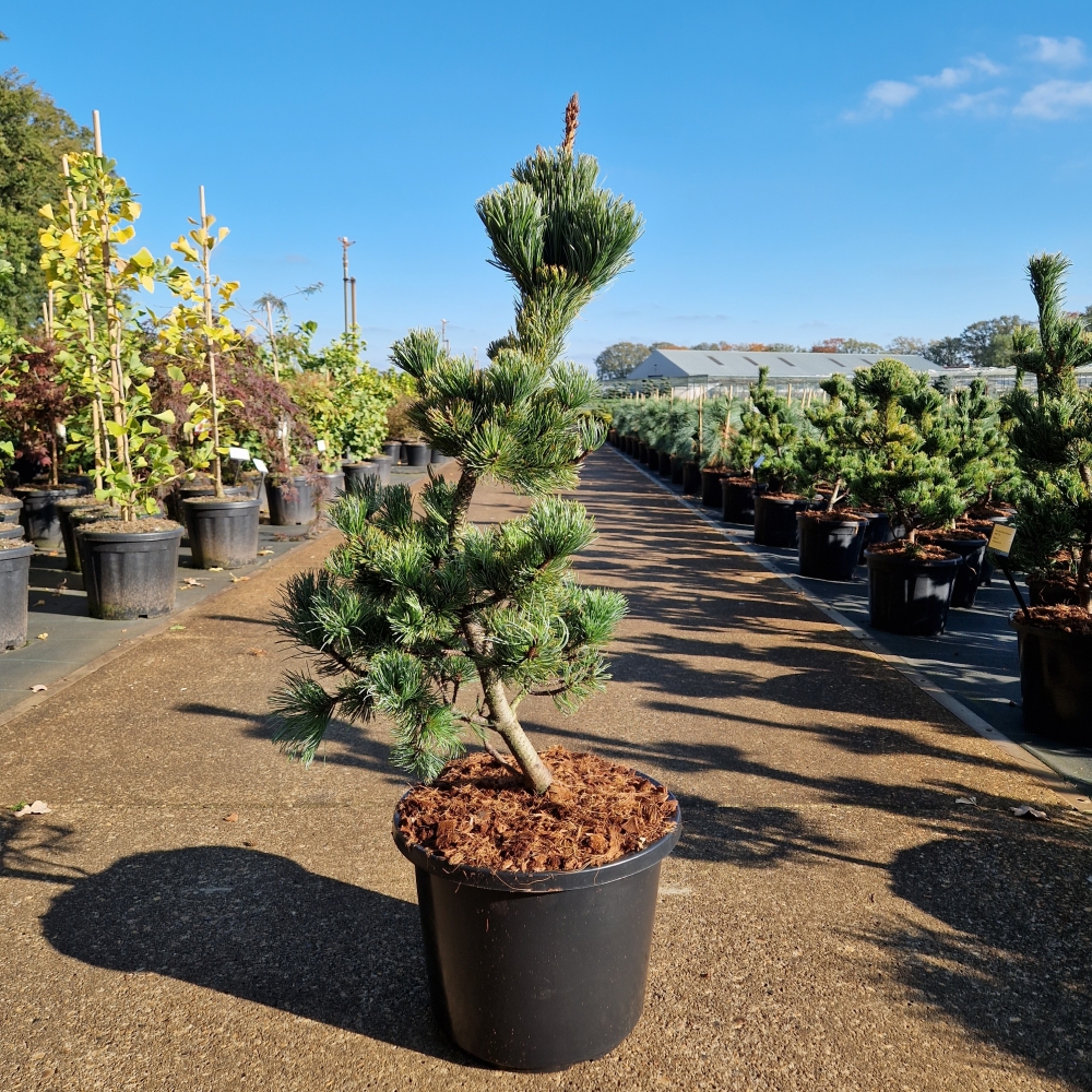 Picture of Pinus parviflora Ara-Kawa C12 60/80 (LOOSE)