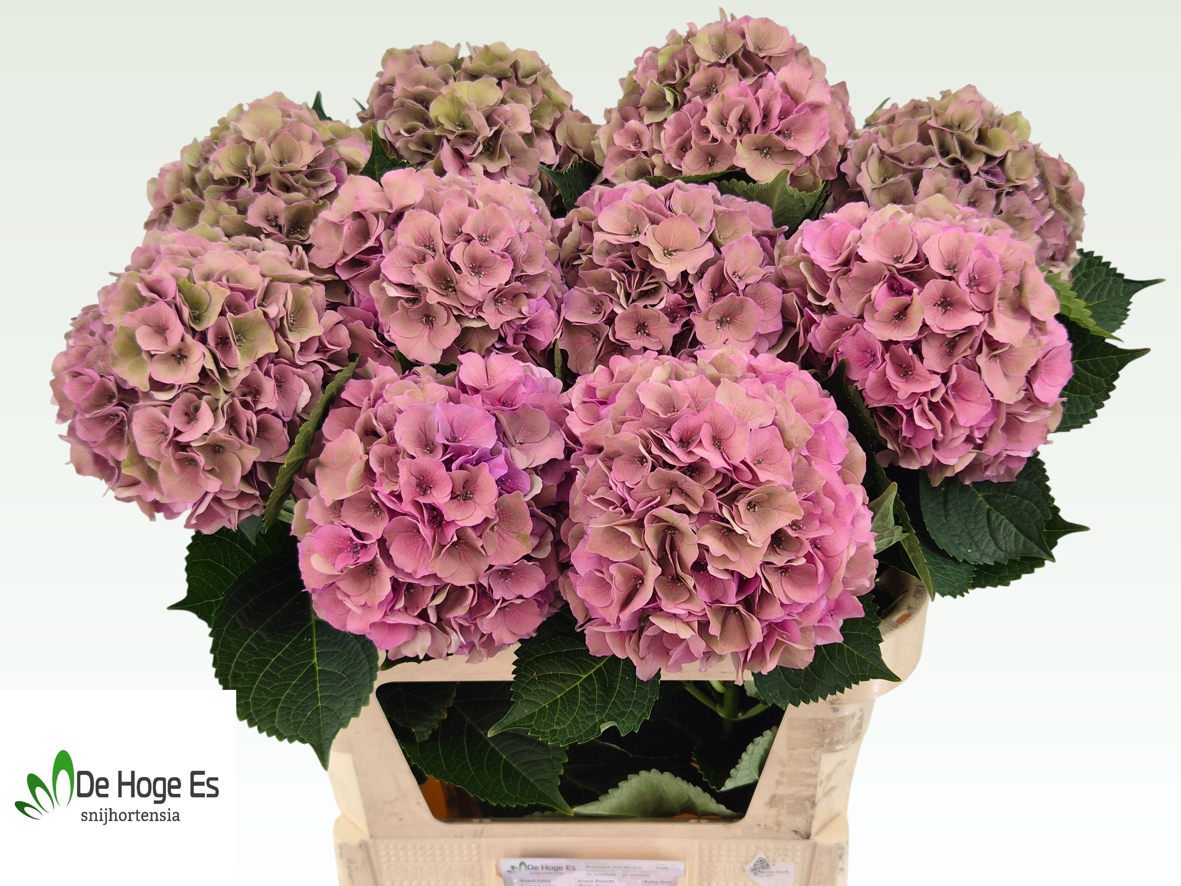 Hydrangea Royal Palace Classic 80cm 19Ø