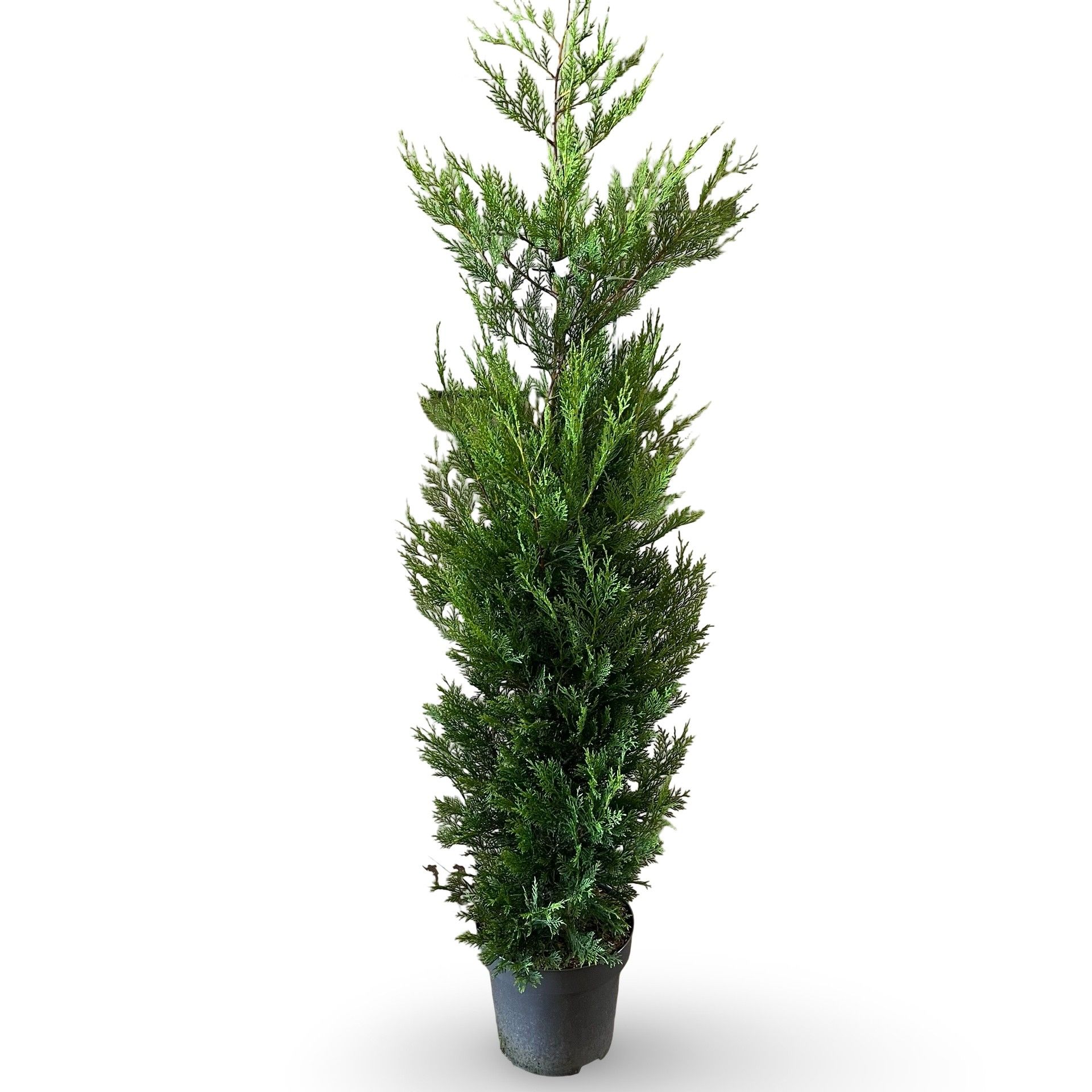 Cupressocyparis leylandii 'Tweeduizendéén'
