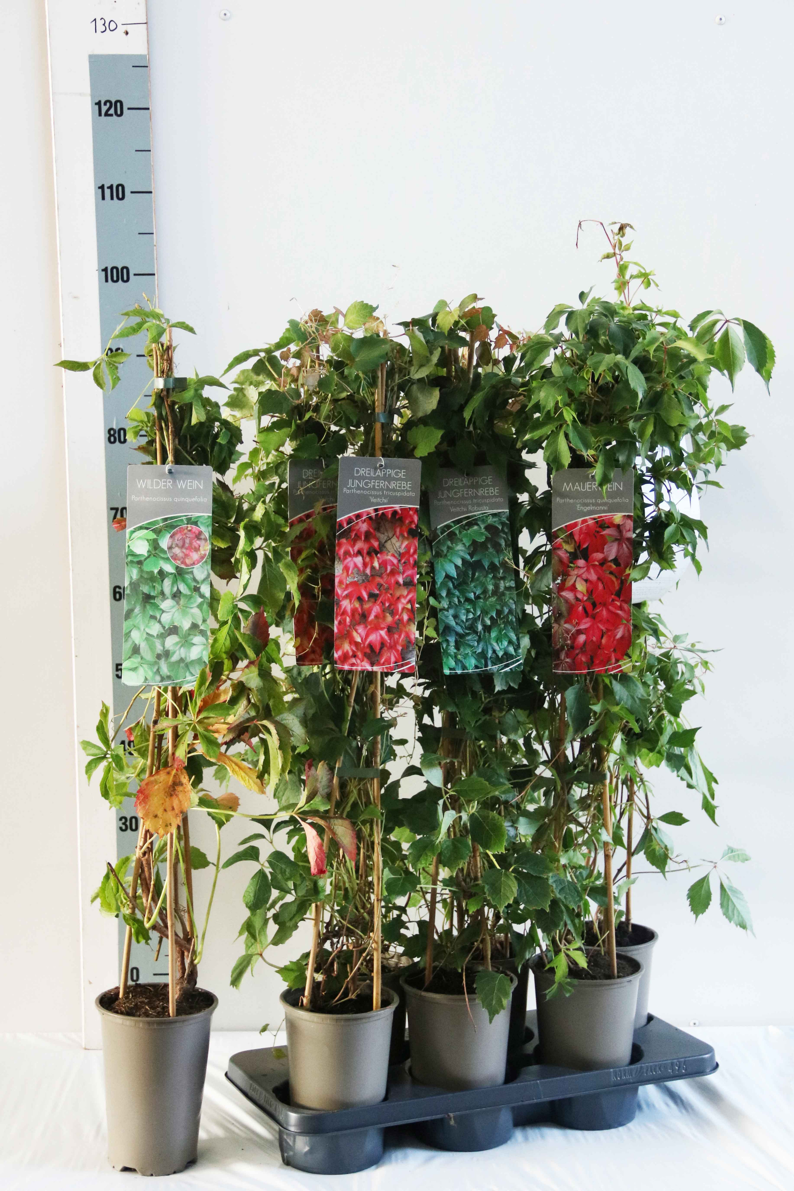 Parthenocissus quinquefolia in varieties