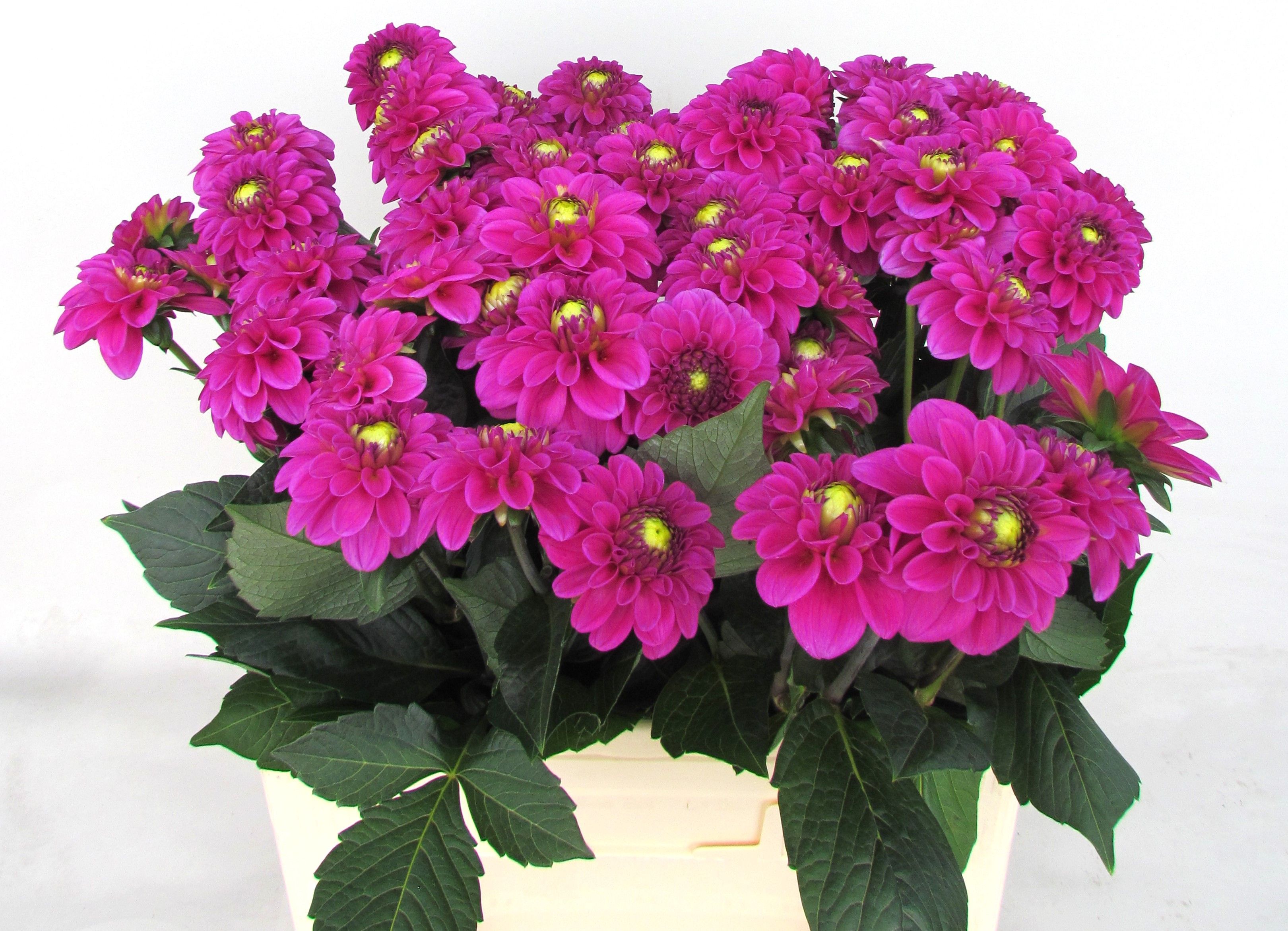 Dahlia Purple Fox 50cm