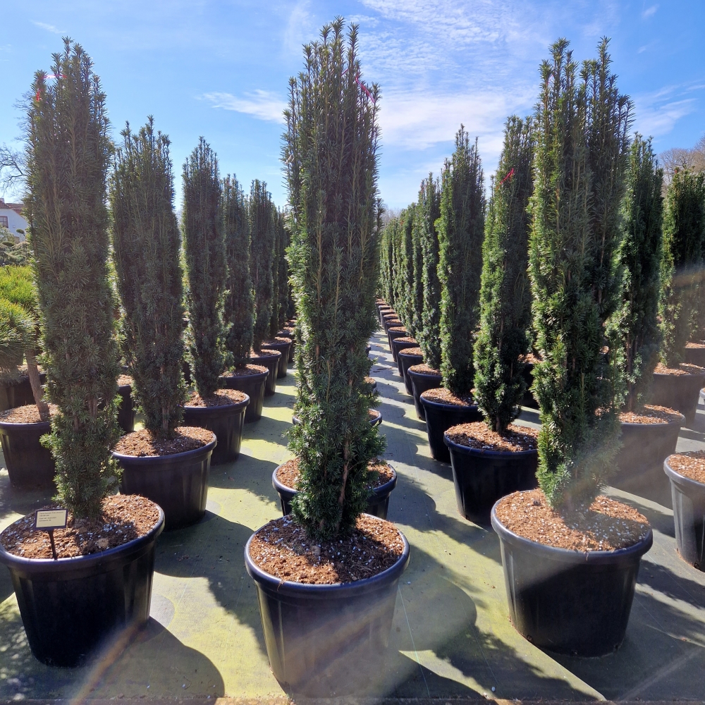 Picture of Taxus baccata Fast. Robusta C80 160/180