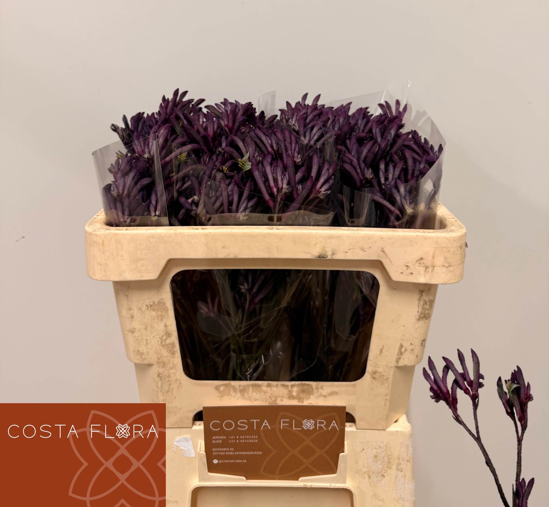Anigoz Bush Merlot 50cm