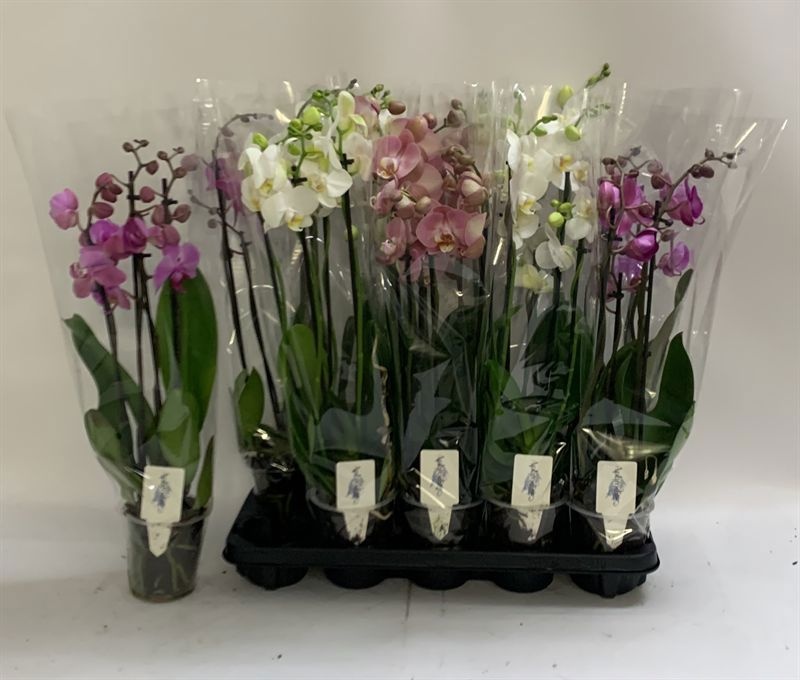 Phal Gem 12P 60H 4TAK 24bloem 12bloei