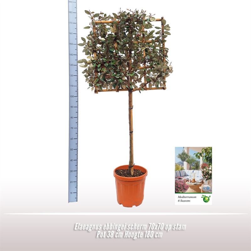 Picture of Elaeagnus ebbingei P38-(25-LTR) 180cm (LOOSE)