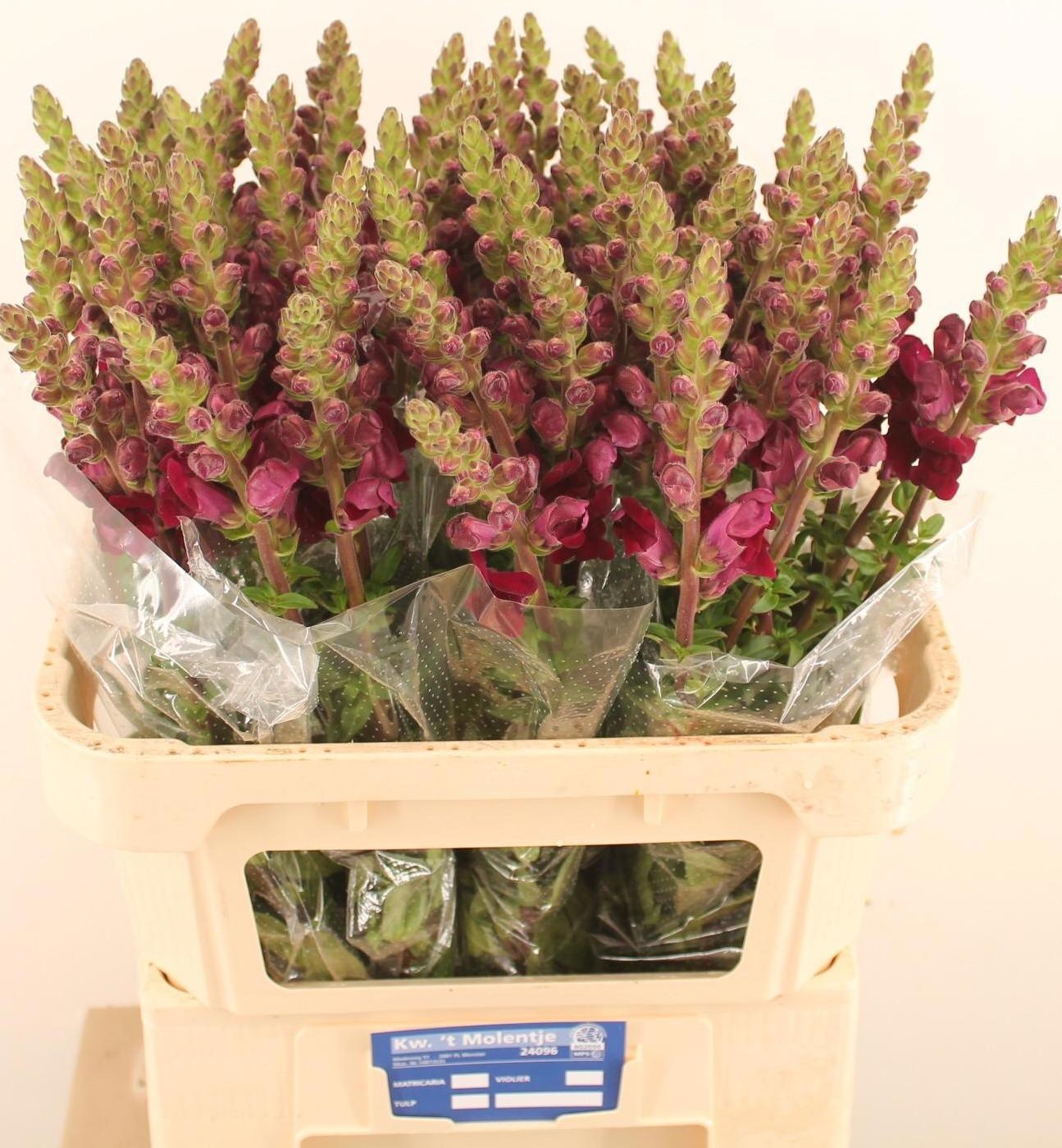 Antirrhinum Poto Crimson 80cm