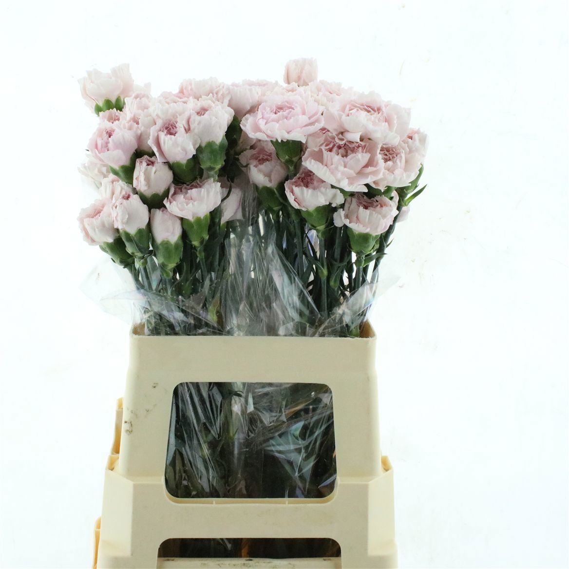 Dianthus St Signorelli 60cm